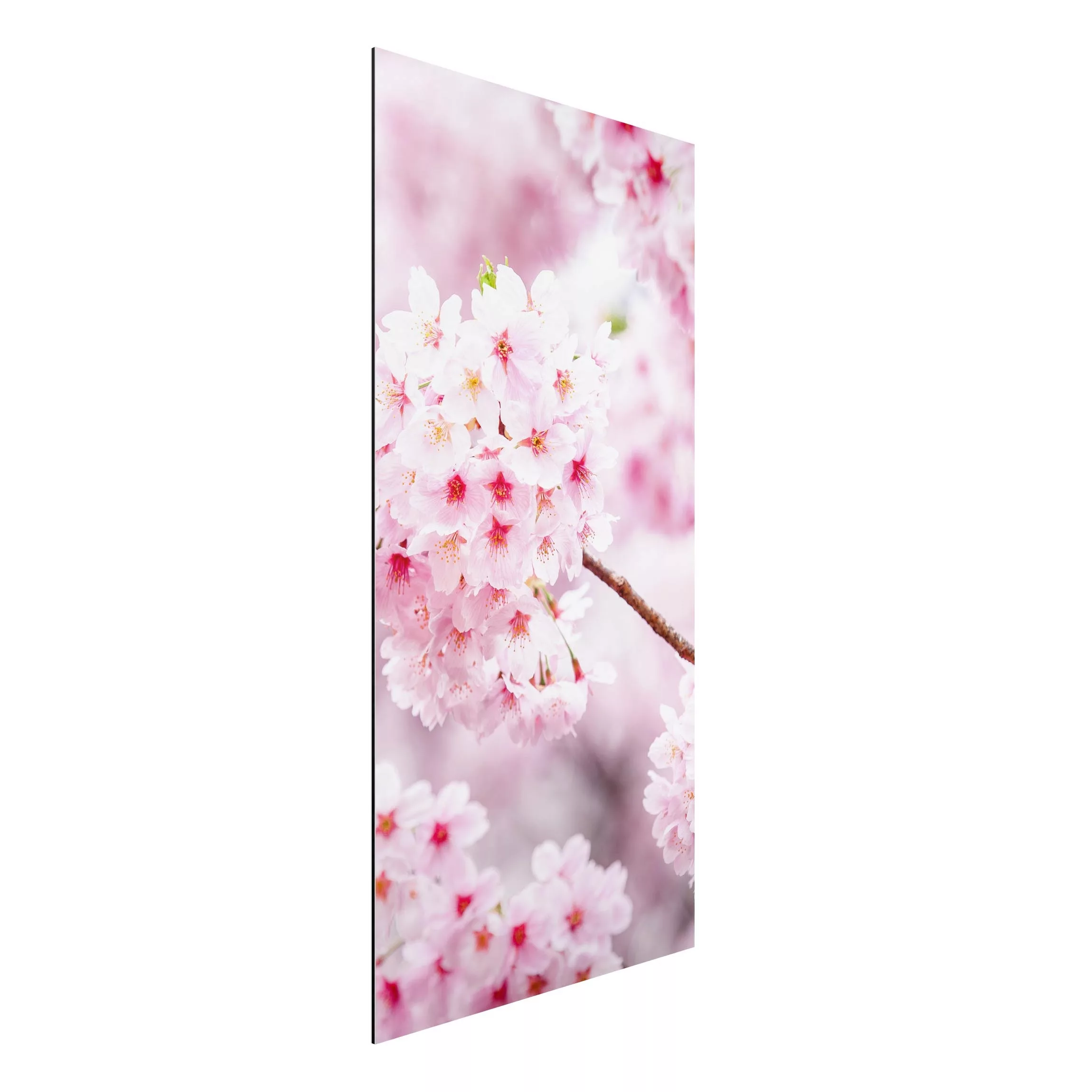 Alu-Dibond Bild Japanische Kirschblüten günstig online kaufen
