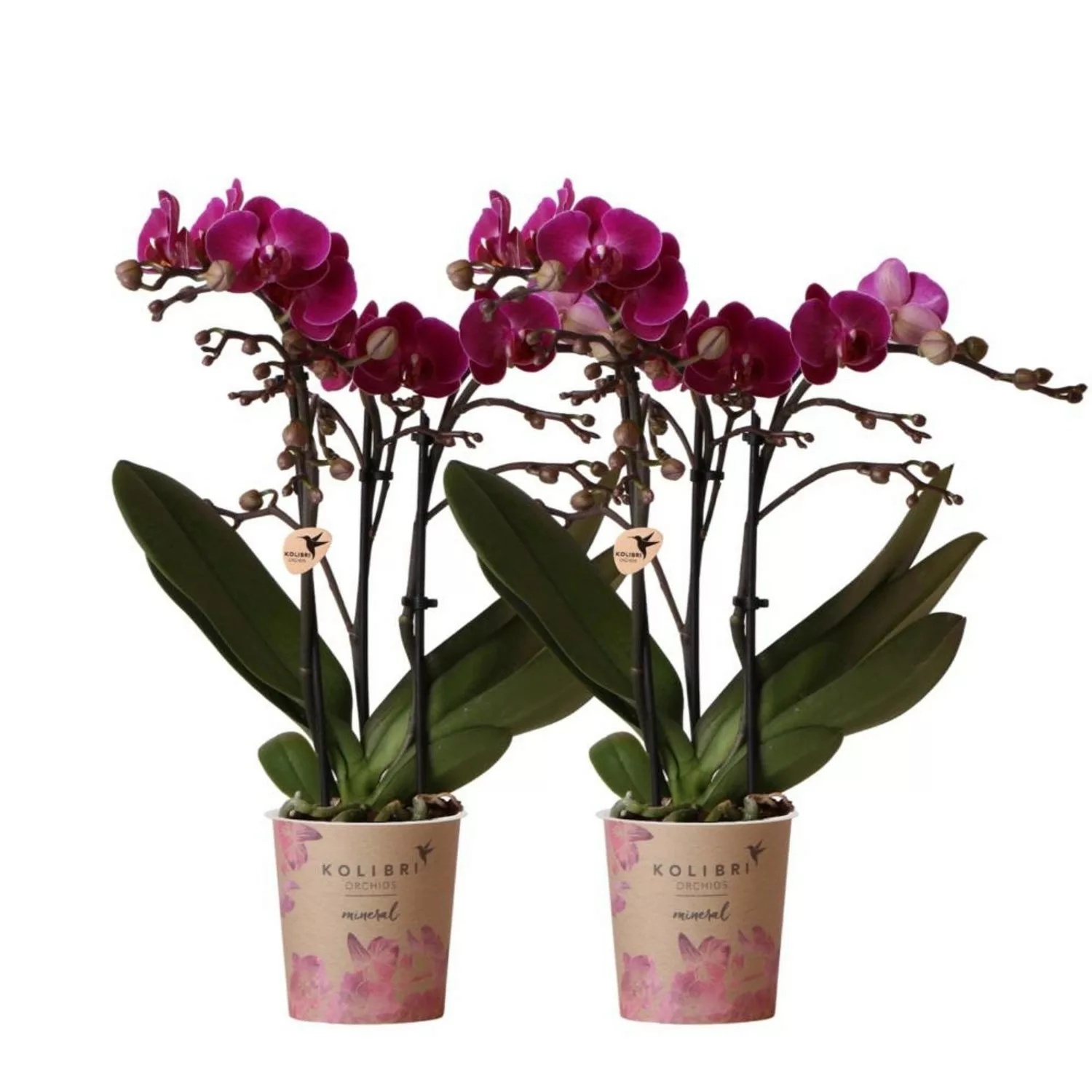 Kolibri Orchideen Combi Deal von 2 Lila Phalaenopsis Orchideen Morelia Topf günstig online kaufen