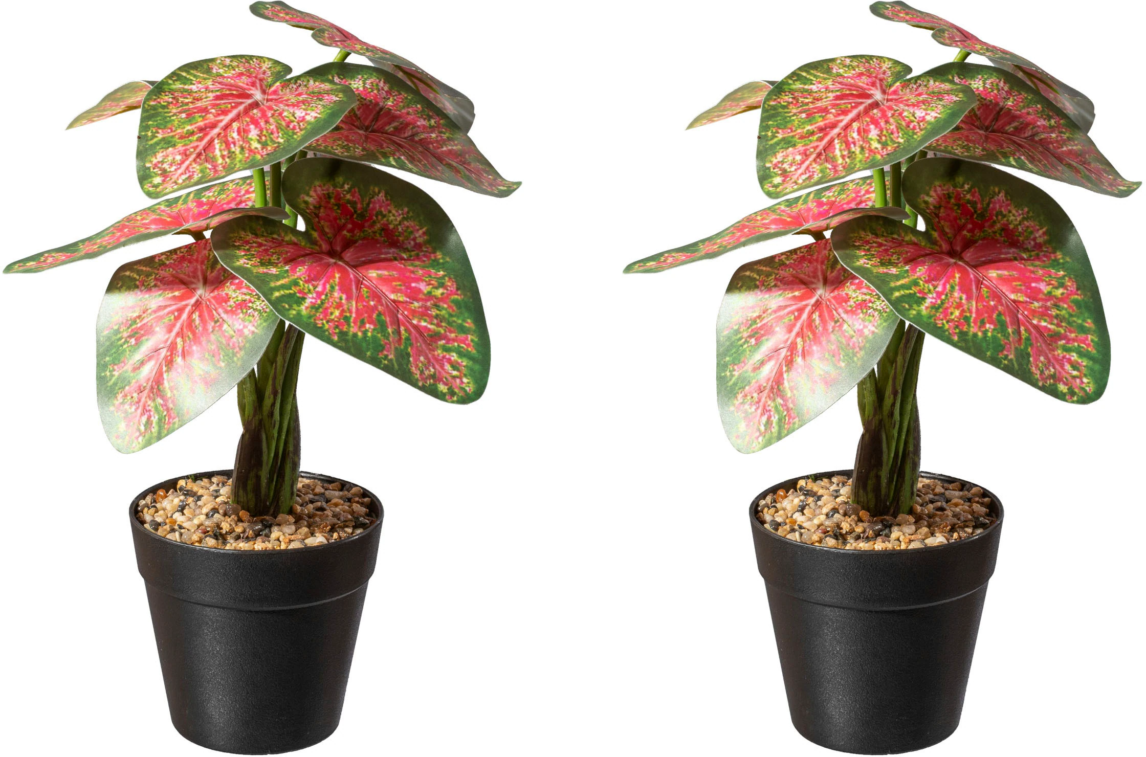 Creativ green Künstliche Zimmerpflanze »Caladium Pflanze« günstig online kaufen