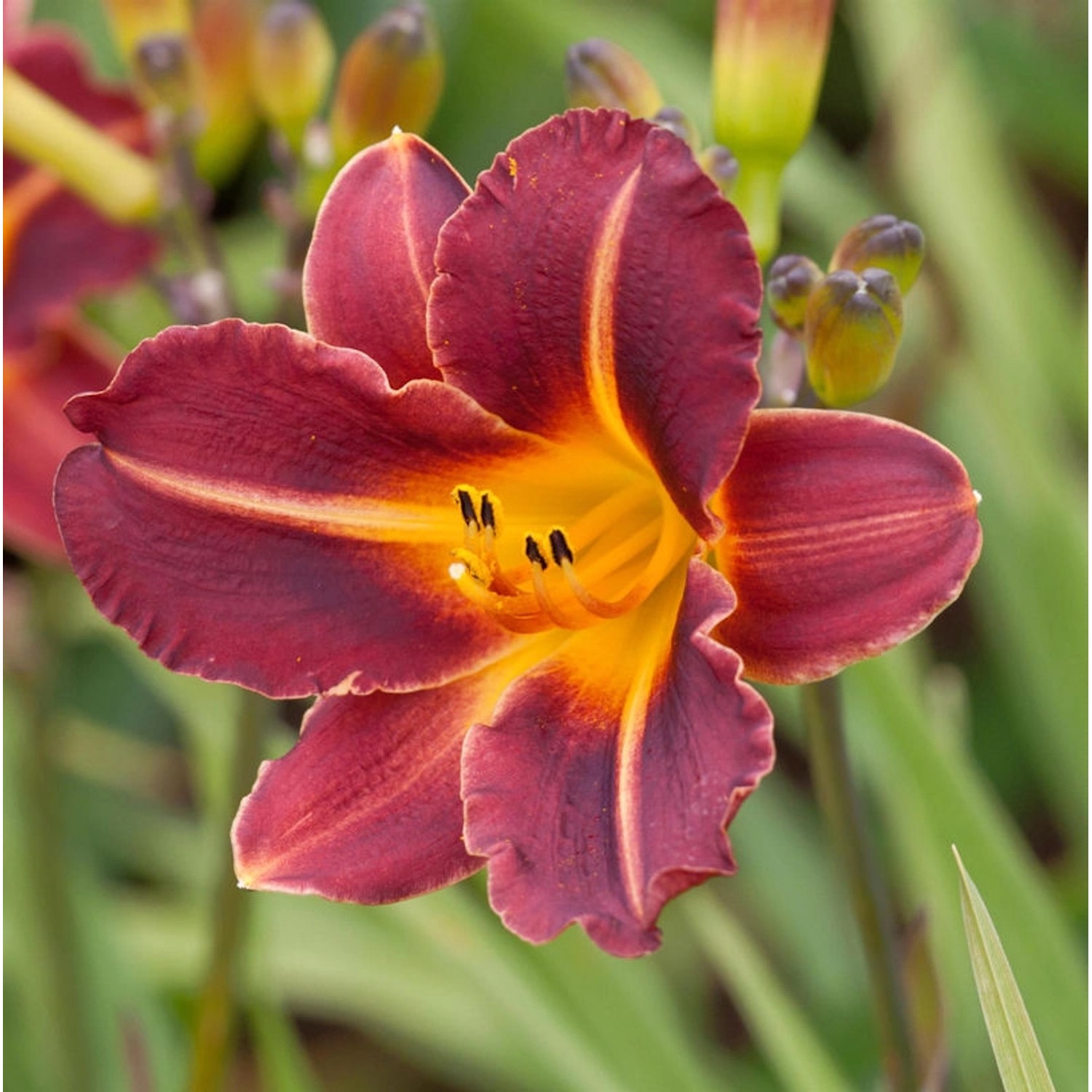 Taglilie Redwood - Hemerocallis günstig online kaufen