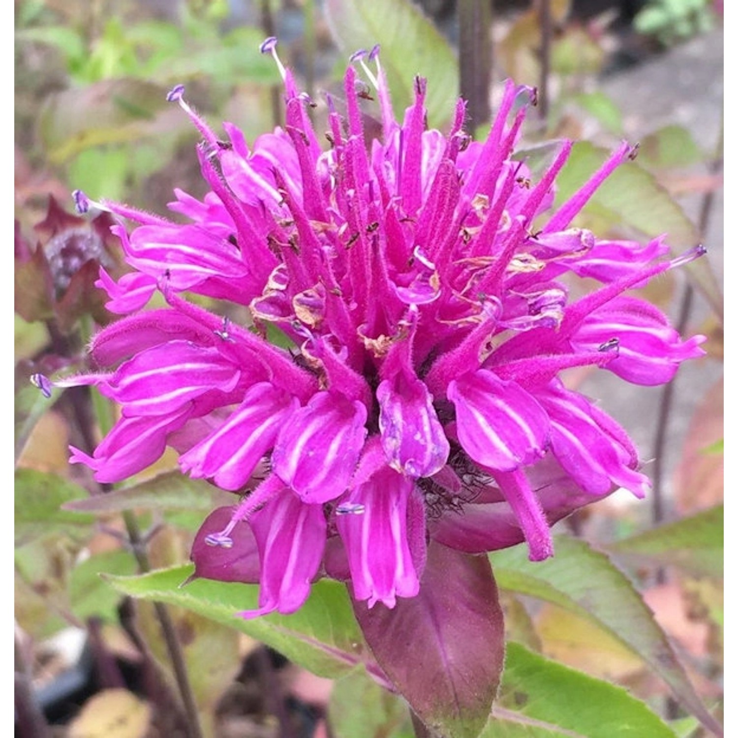 Rosen Monarde - Monarda fistulosa günstig online kaufen