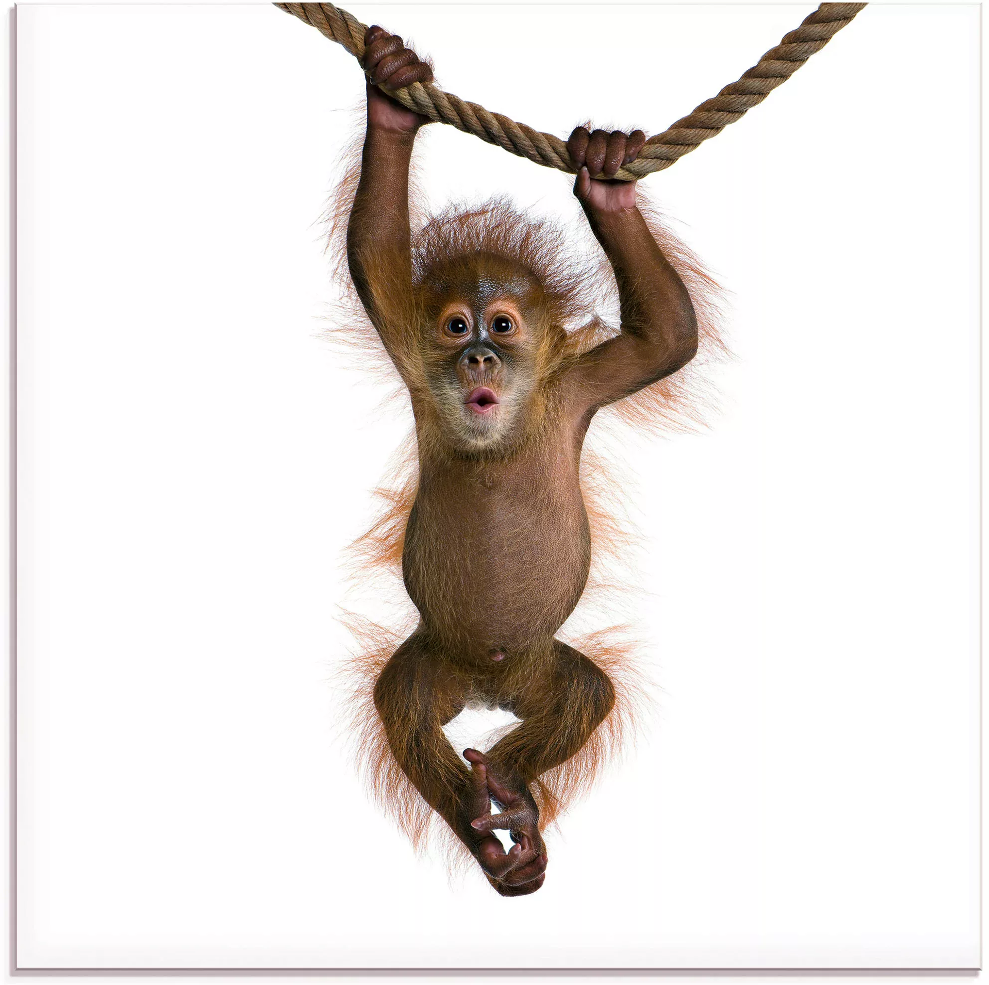 Artland Glasbild "Baby Orang Utan hängt an Seil II", Wildtiere, (1 St.), in günstig online kaufen