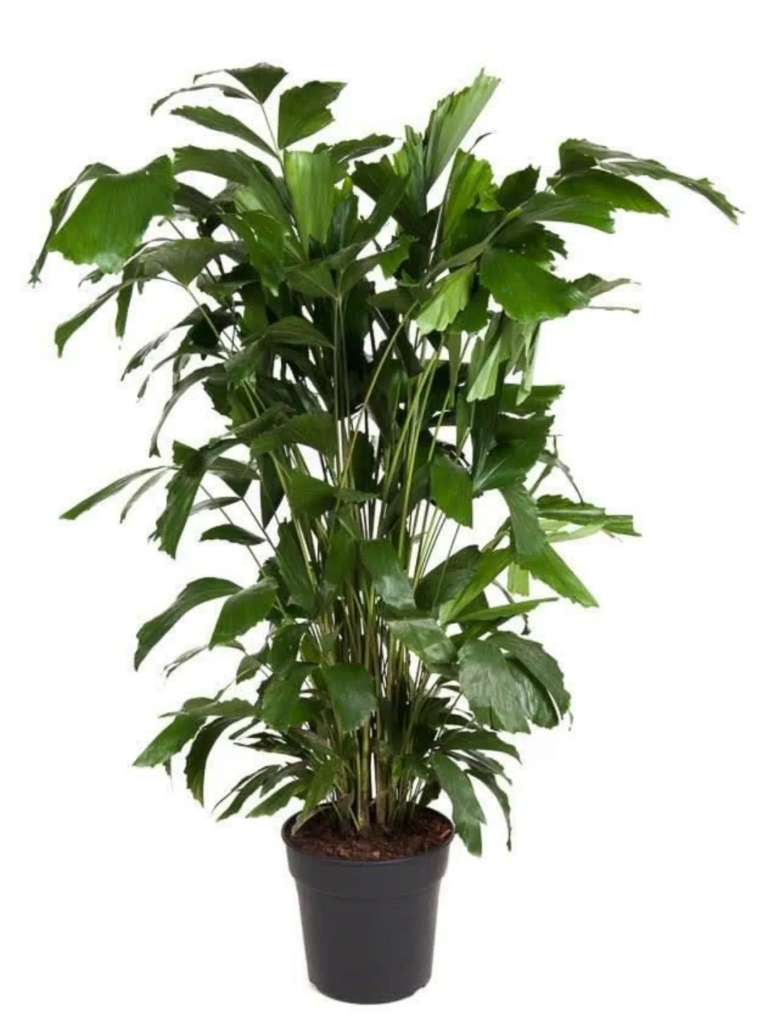 Perfect Plant | Pflanze Caryota Mitis 120-130 cm günstig online kaufen