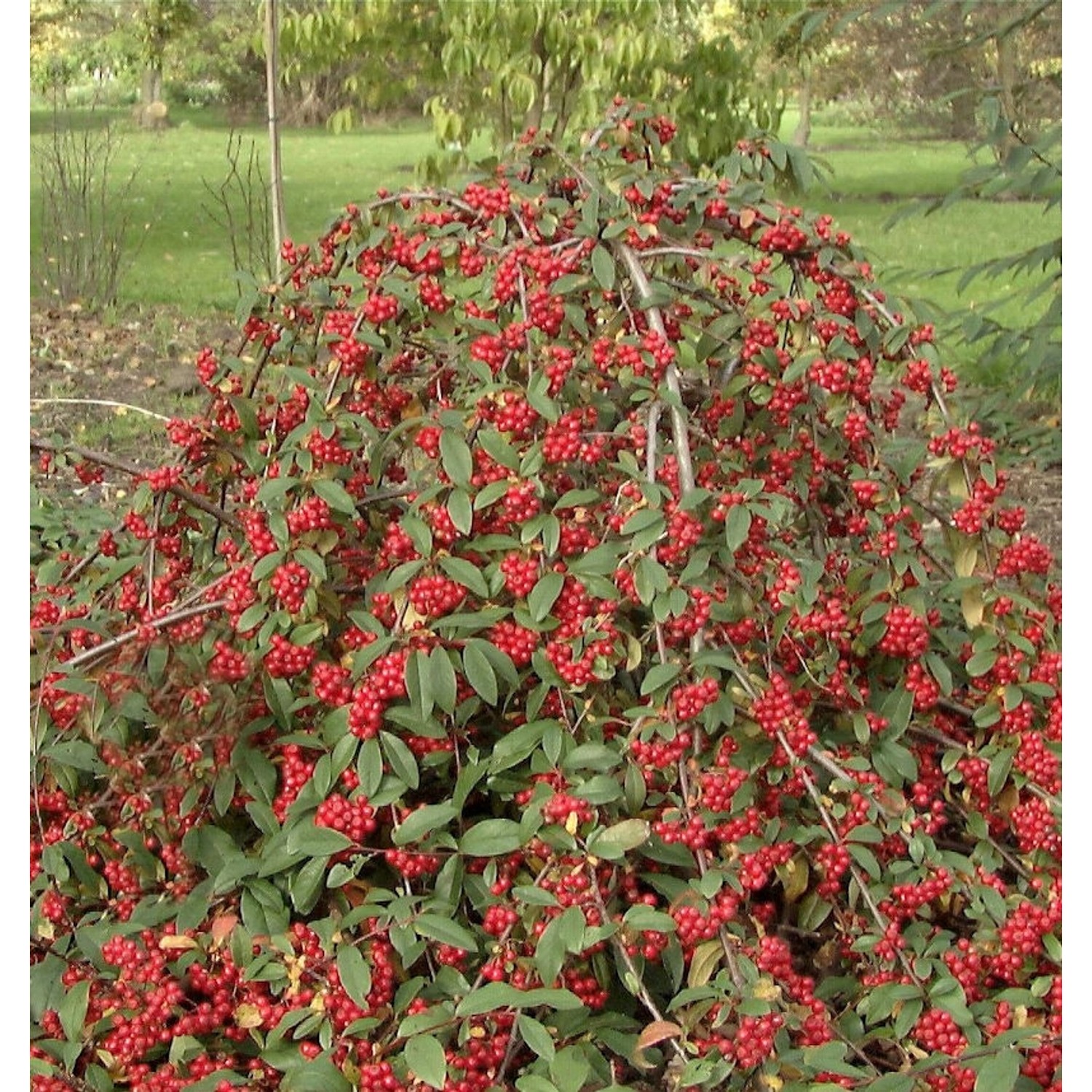 Wintergrüne Hängemispel 80-100cm - Cotoneaster watereri günstig online kaufen