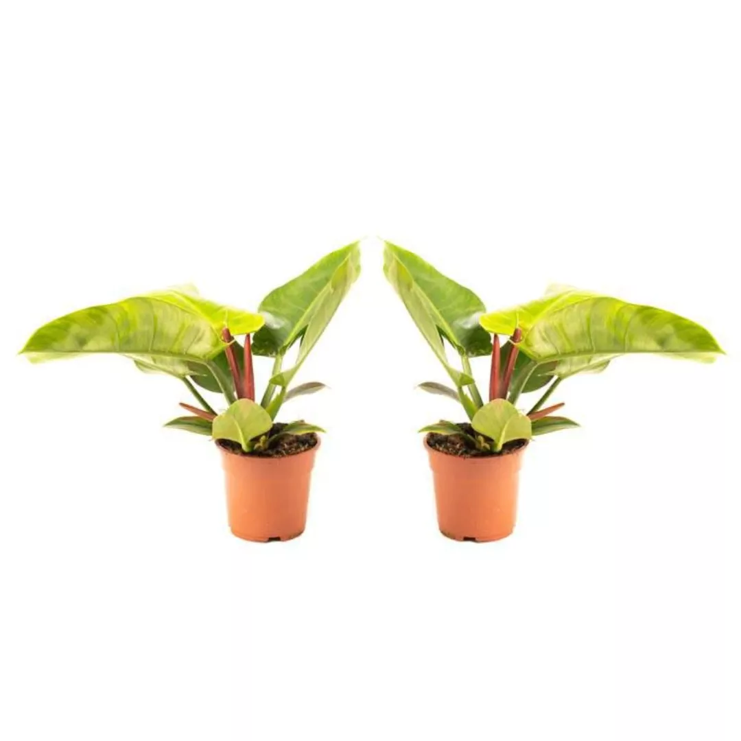 OH2 | 2er-Set Stimmungspflanzen Philondendron günstig online kaufen