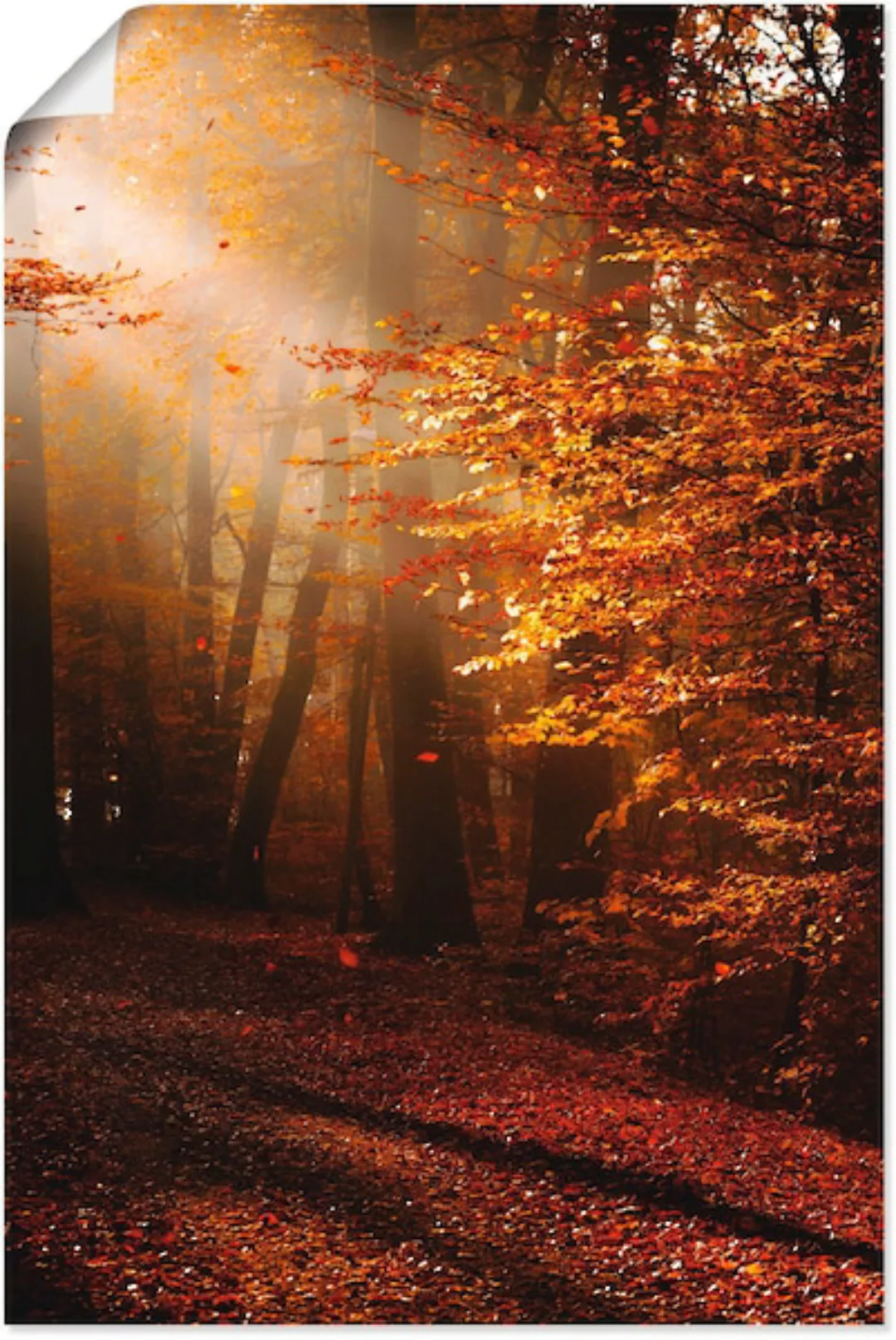 Artland Wandbild "Sonnenaufgang im Herbst", Wald, (1 St.), als Leinwandbild günstig online kaufen