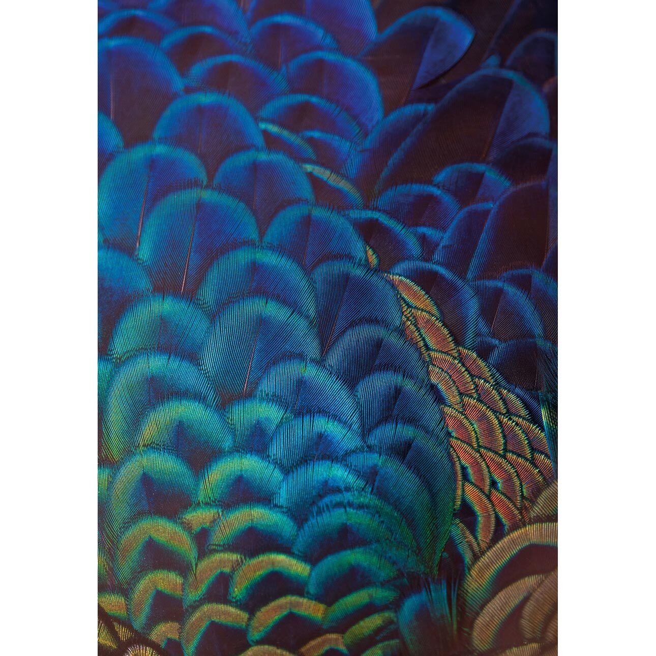 Leinwandbild Multicolor Feathers, 70 x 100 cm günstig online kaufen