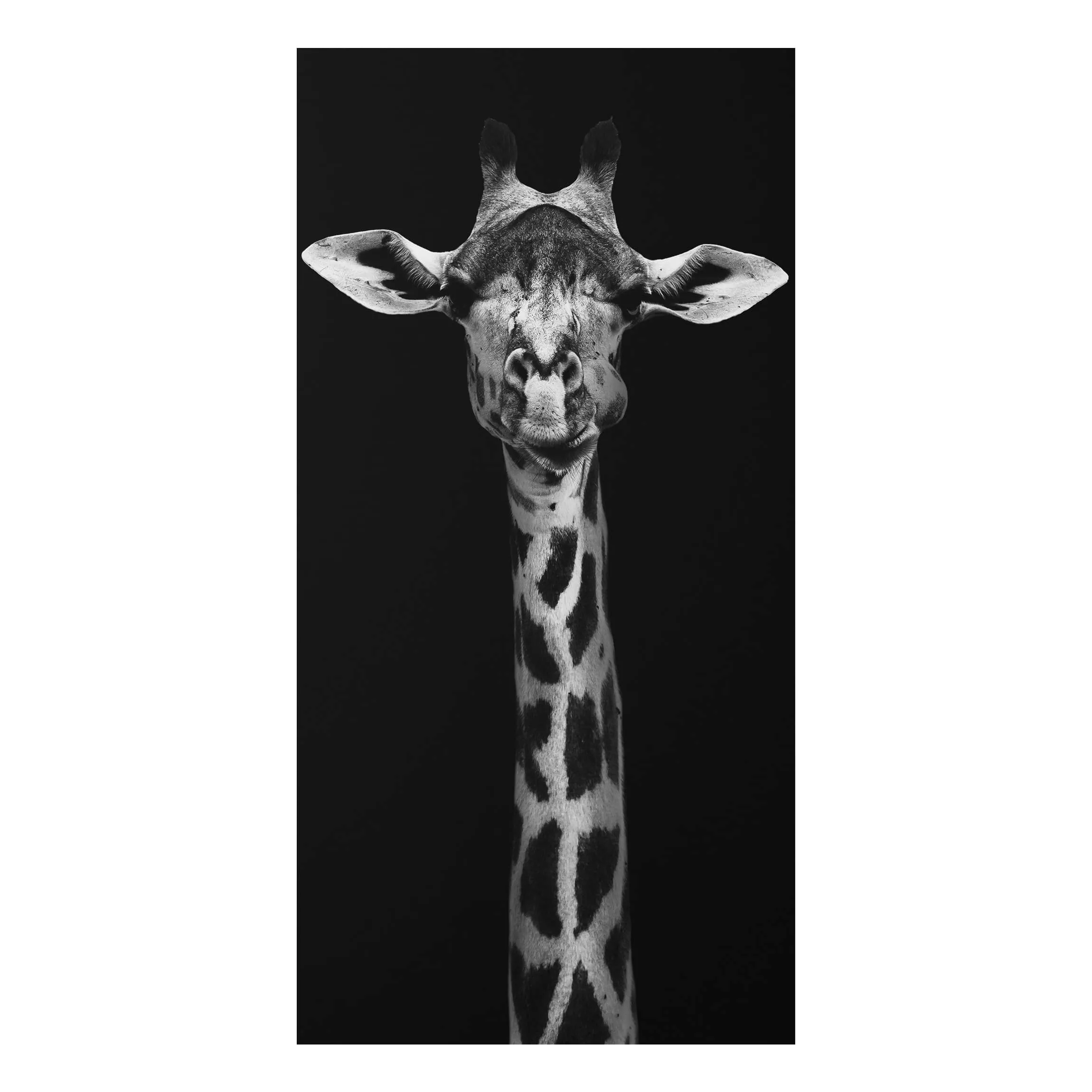 Alu-Dibond Bild Schwarz-Weiß - Hochformat Dunkles Giraffen Portrait günstig online kaufen