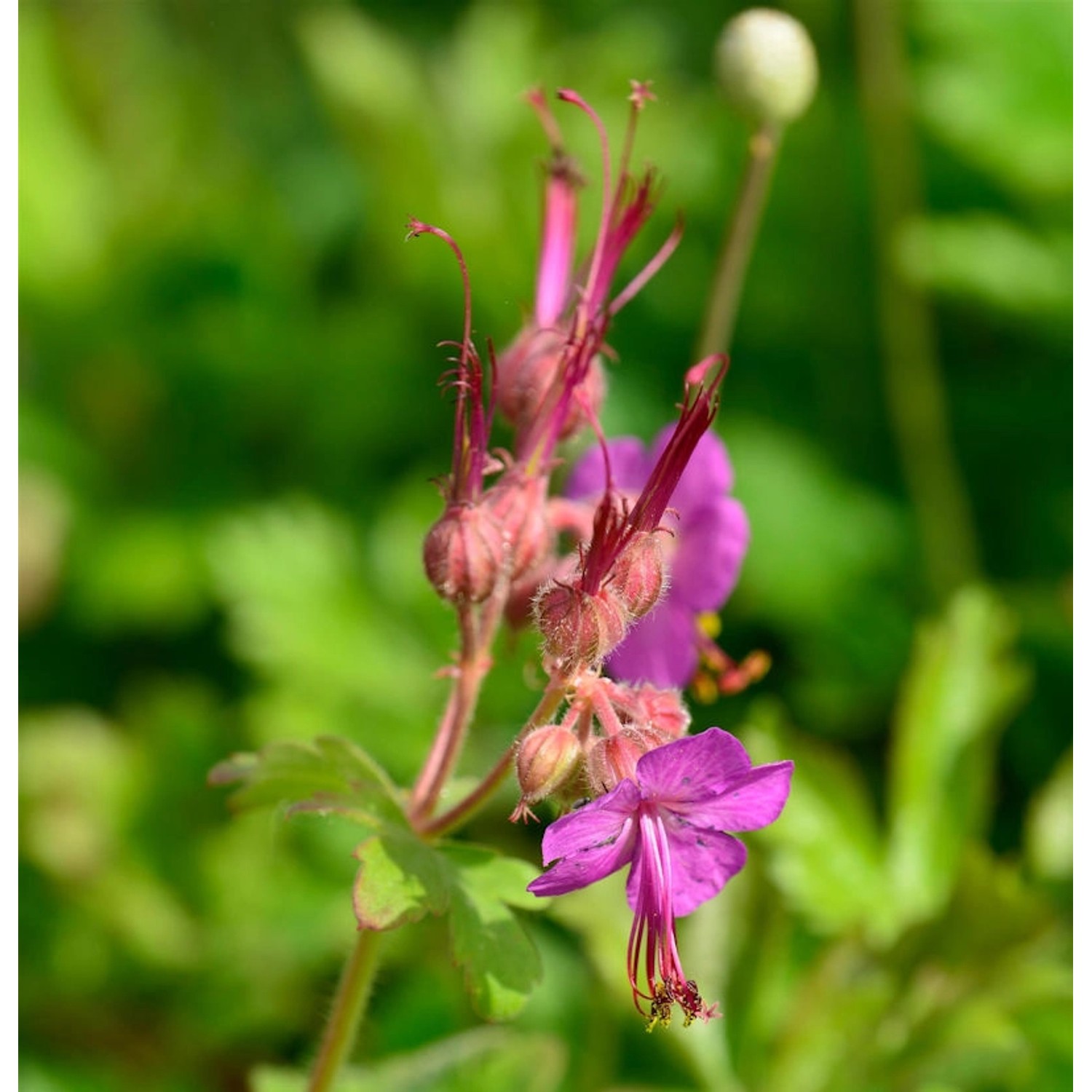 Balkanstorchschnabel Bevan - Geranium macrorrhizum günstig online kaufen