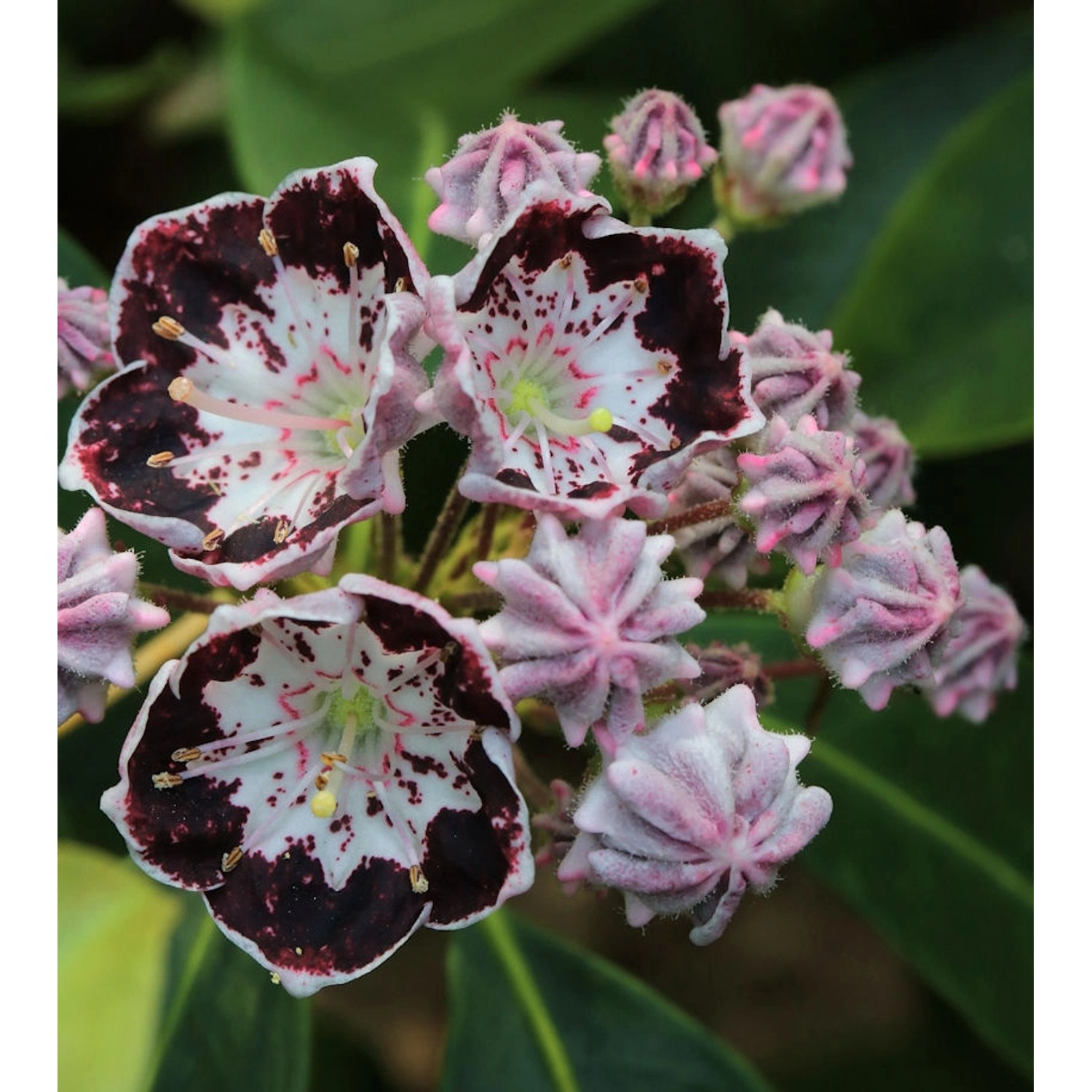 Berglorbeer Sterntaler 20-25cm - Kalmia latifolia günstig online kaufen