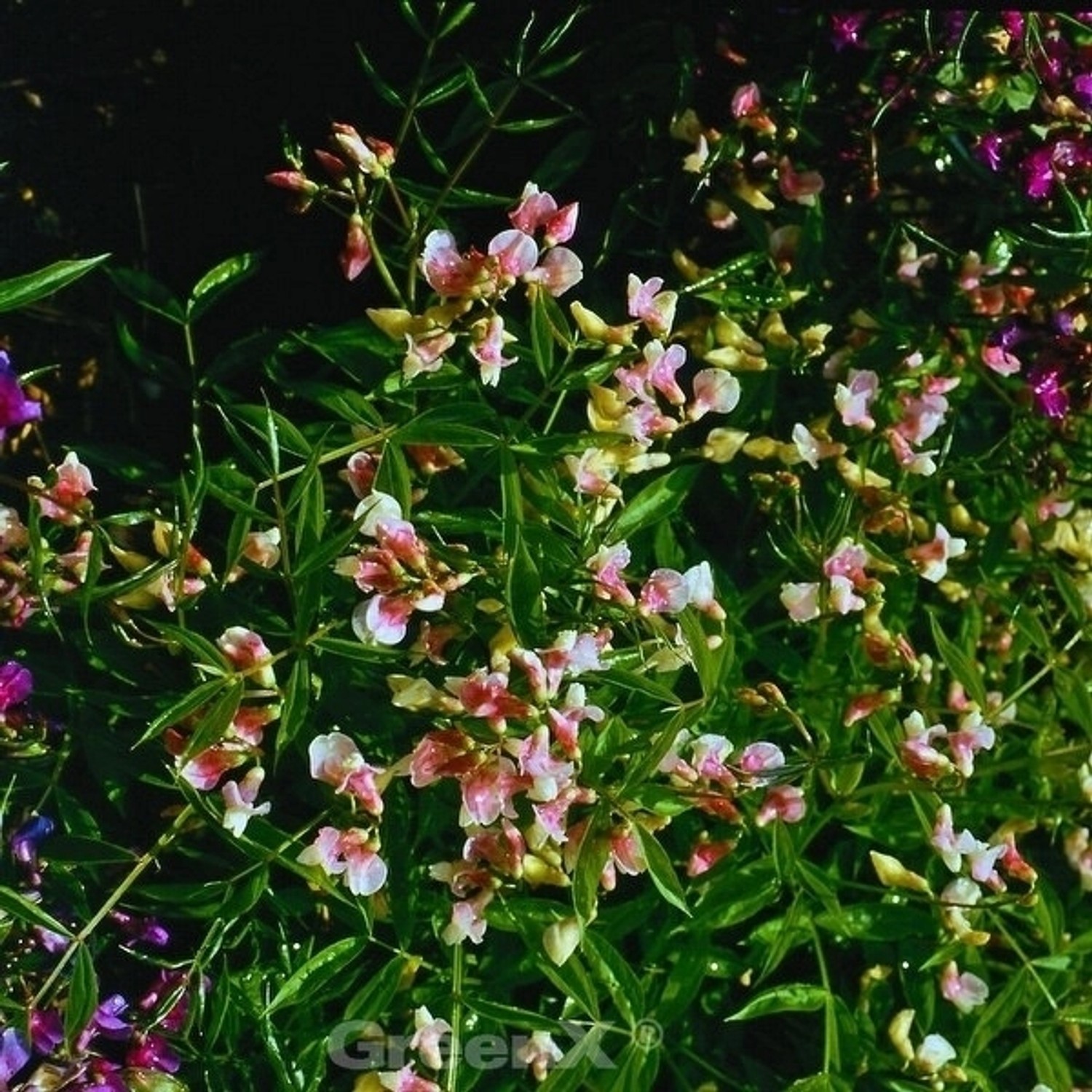 Wald Wicke Roseus - Lathyrus vernus günstig online kaufen