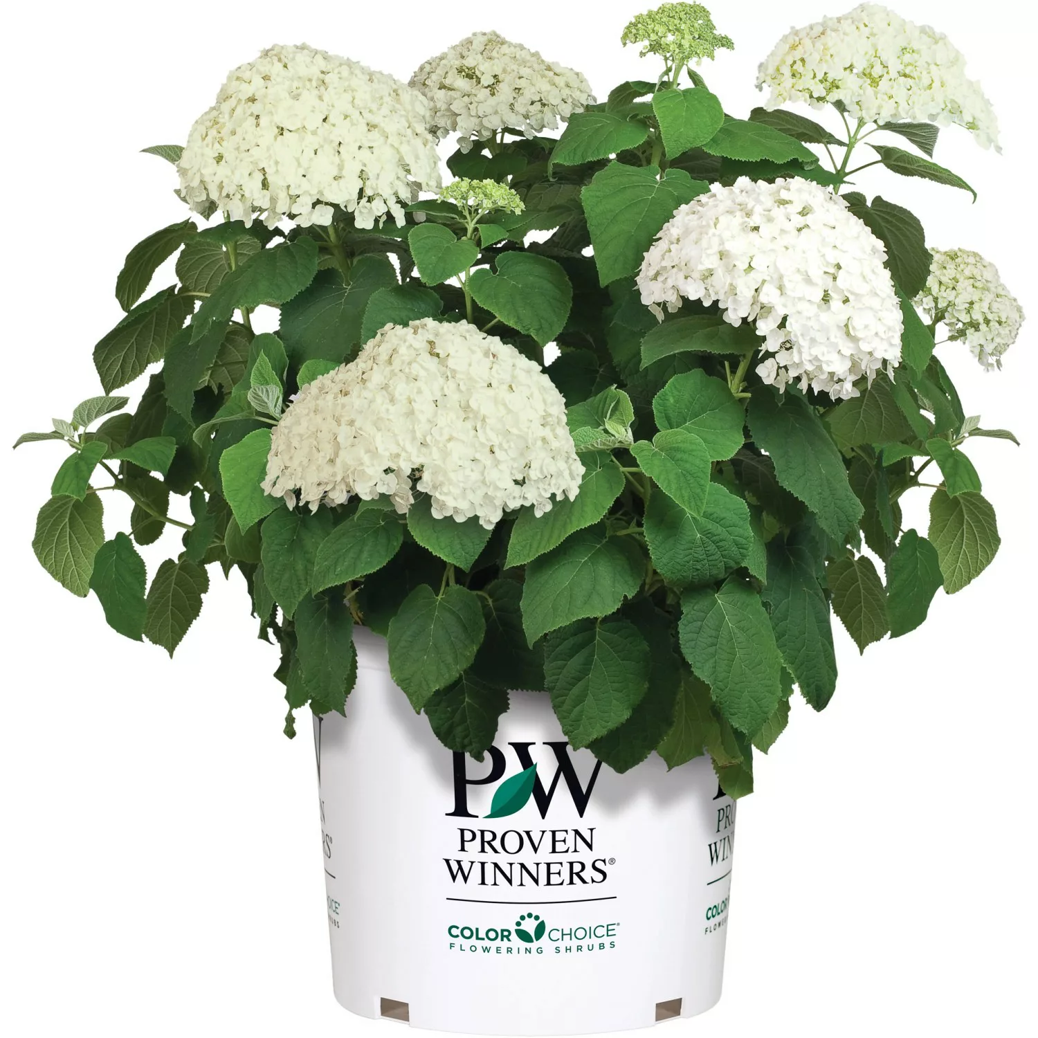 Ballhortensie Strong Annabelle Weiß Container ca. 4,6 l Hydrangea arboresce günstig online kaufen