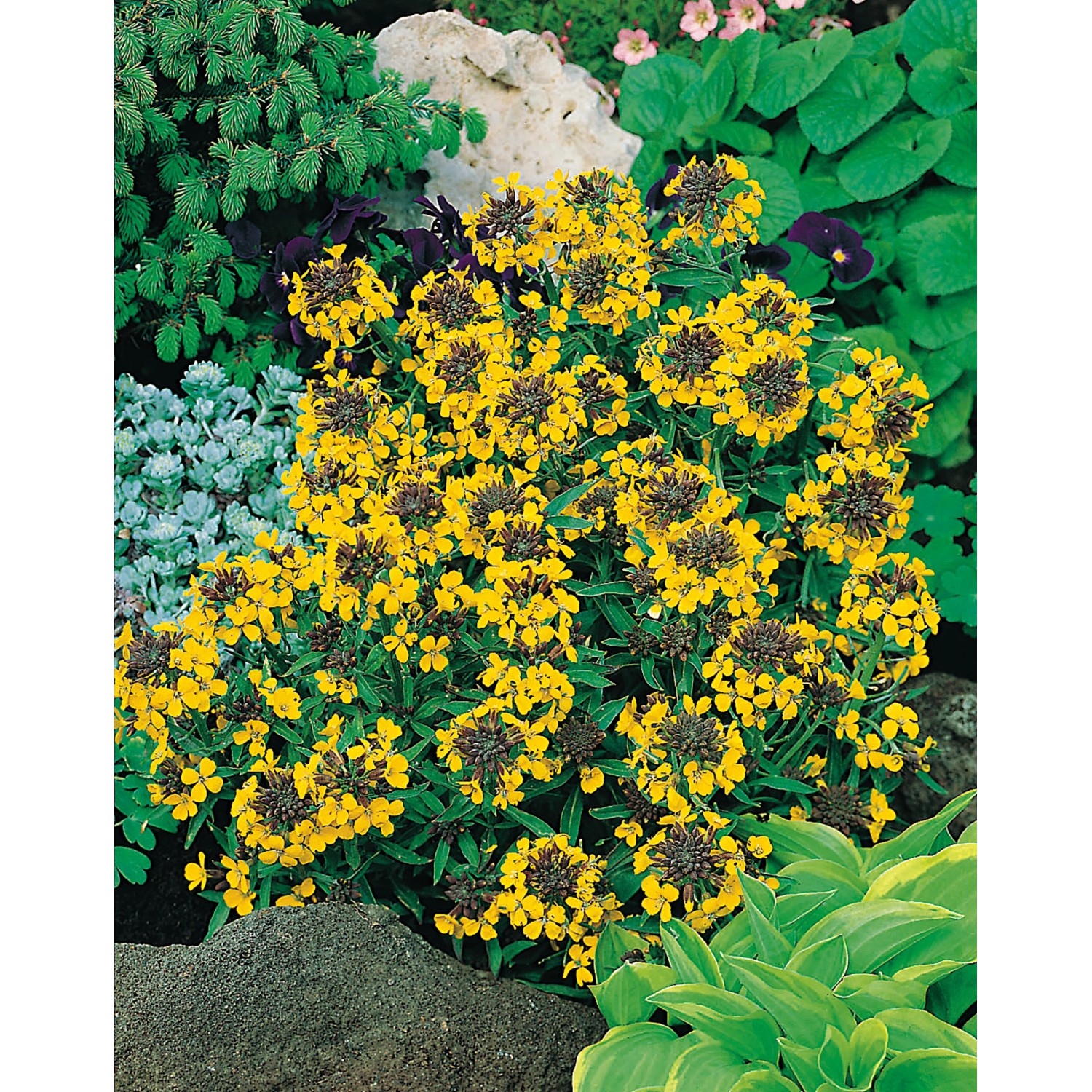 Goldlack Goldstaub Gelb Topf-Ø ca. 9 cm x 9 cm Erysimum günstig online kaufen