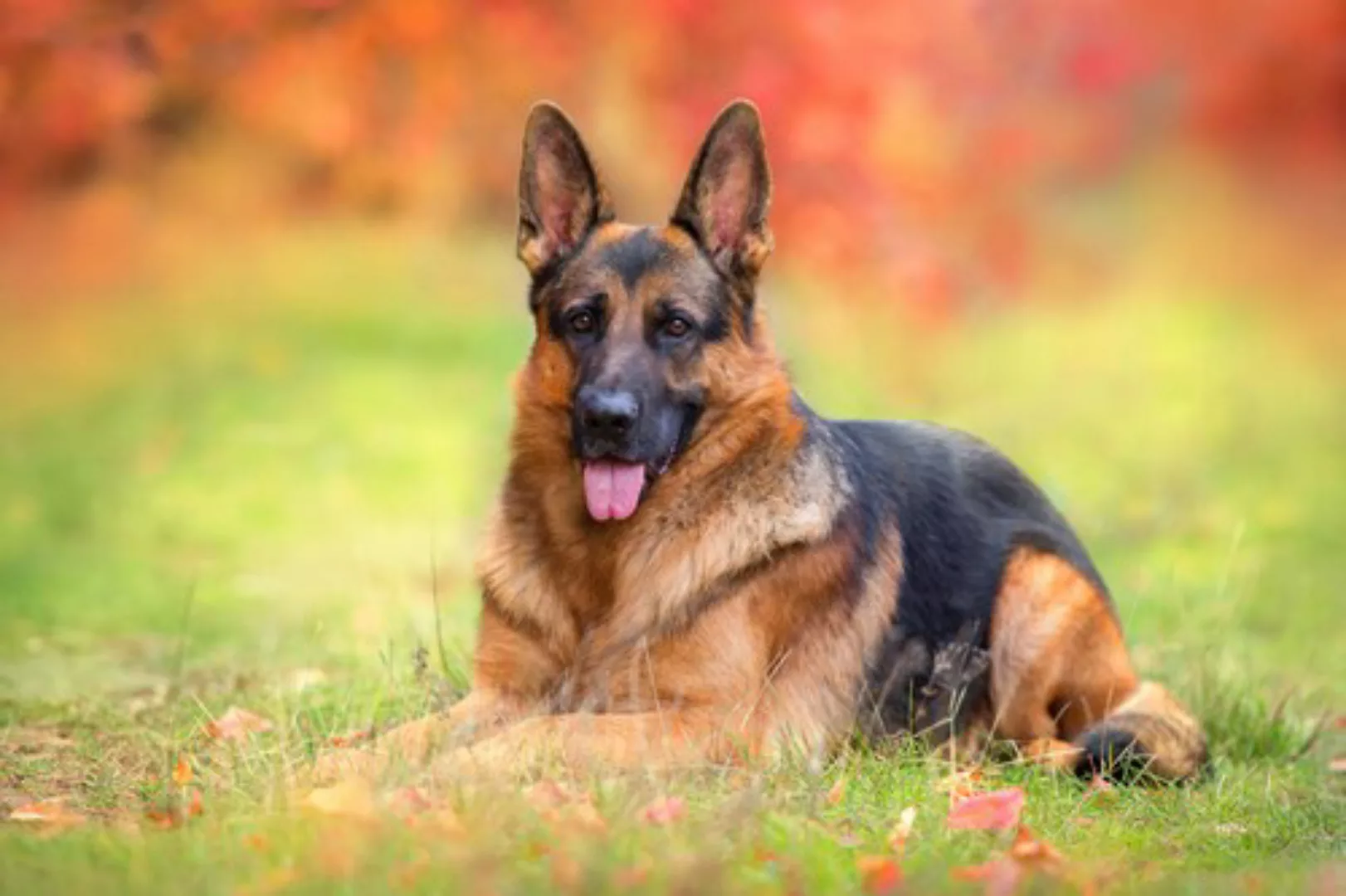 Papermoon Fototapete »Hund in Natur« günstig online kaufen