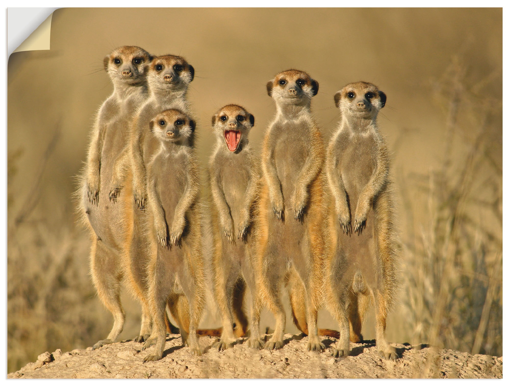 Artland Wandbild "Erdmännchen Familie", Wildtiere, (1 St.), als Alubild, Ou günstig online kaufen