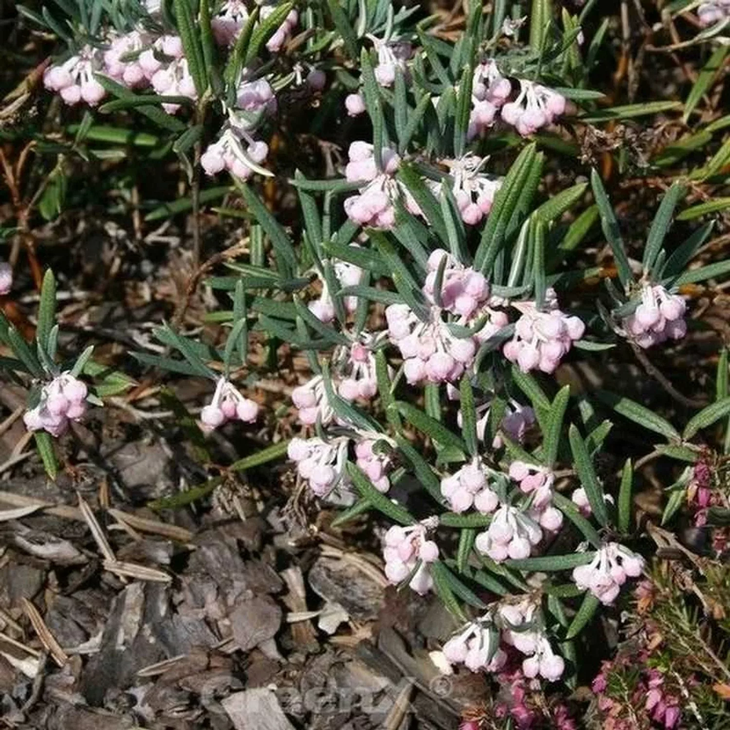 Lavendelheide Compacta - Andromeda polifolia günstig online kaufen