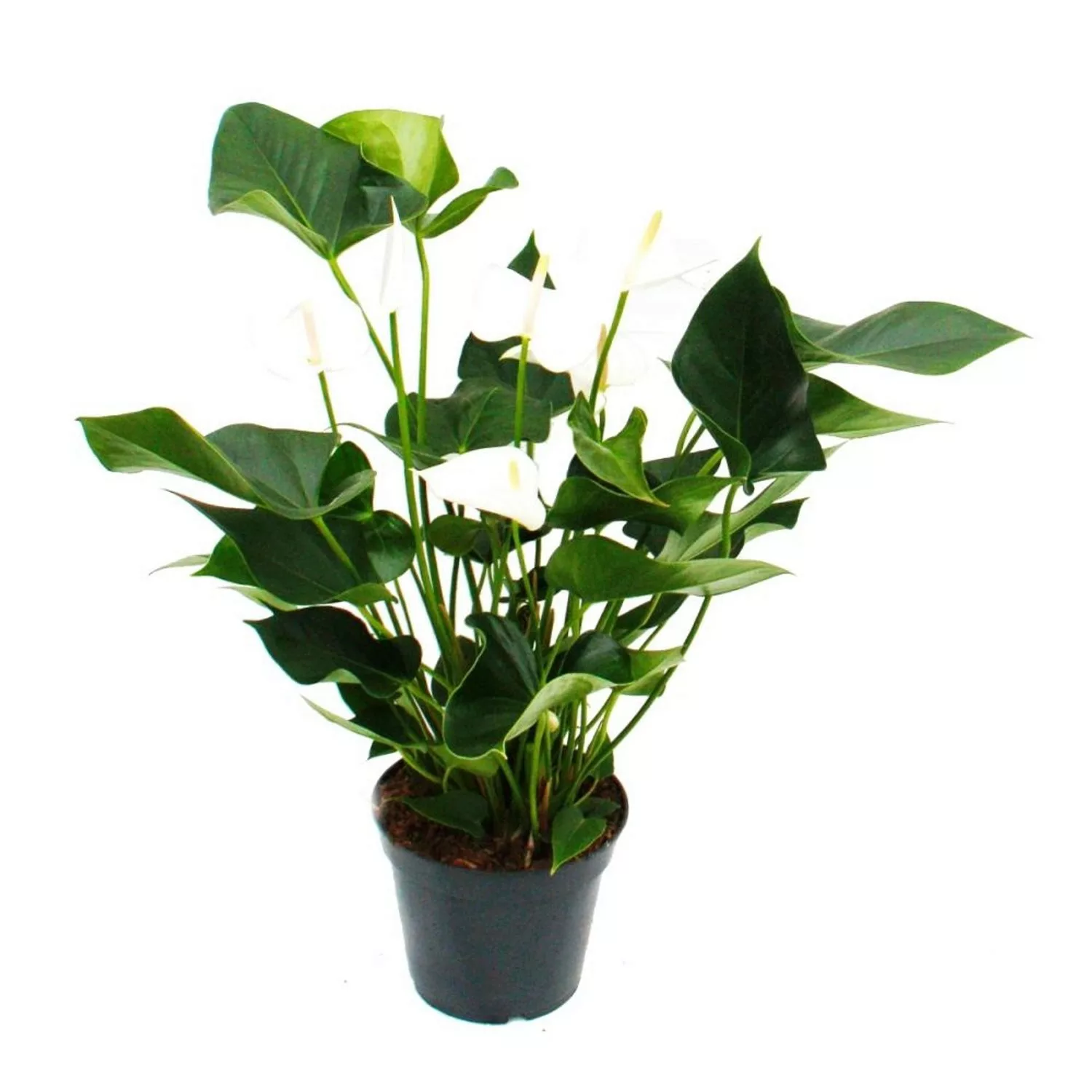 Exotenherz Weissblühende Flamingoblume Anthurium Anderanum 17cm Topf günstig online kaufen