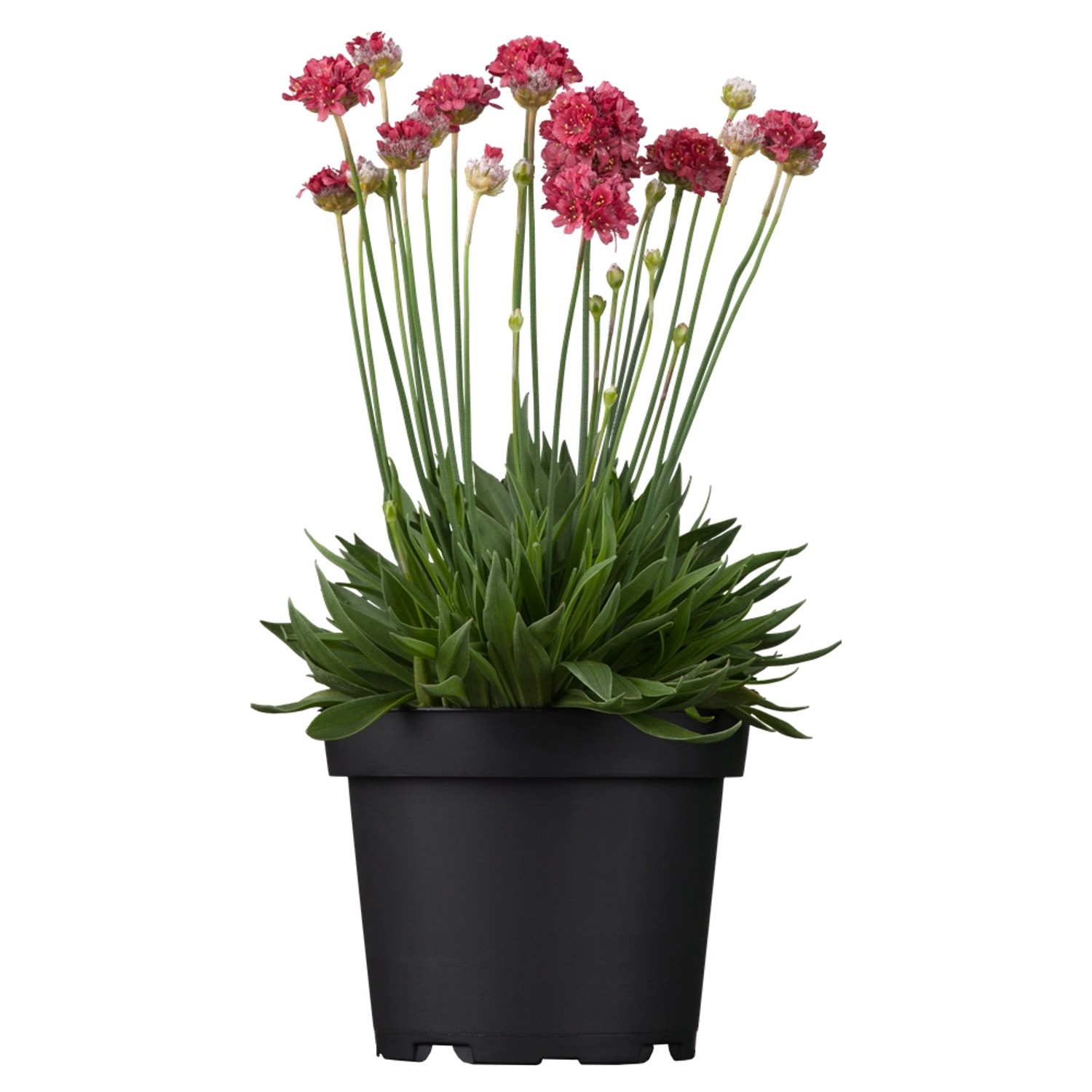 Strand-Grasnelke Rot Topf-Ø ca. 9 cm x 9 cm Armeria günstig online kaufen