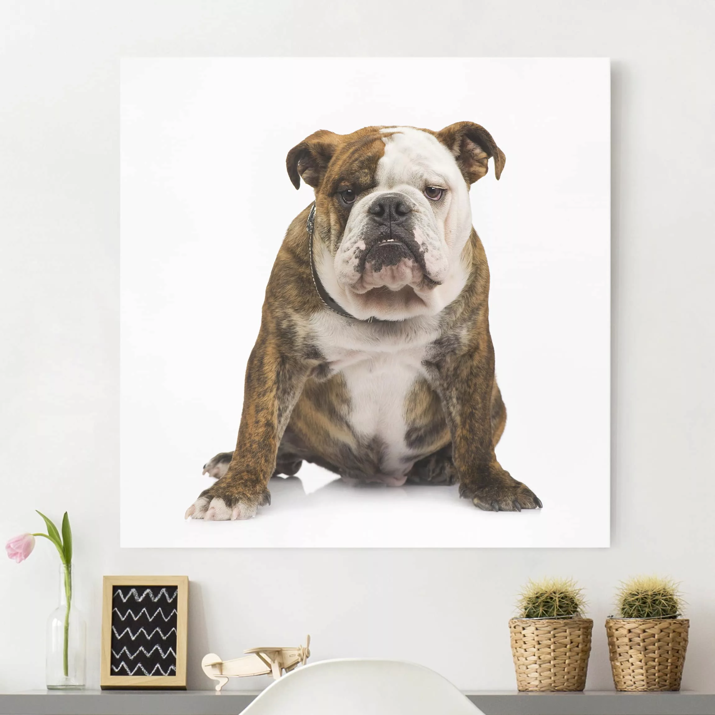 Leinwandbild Tiere - Quadrat Bulldogge günstig online kaufen