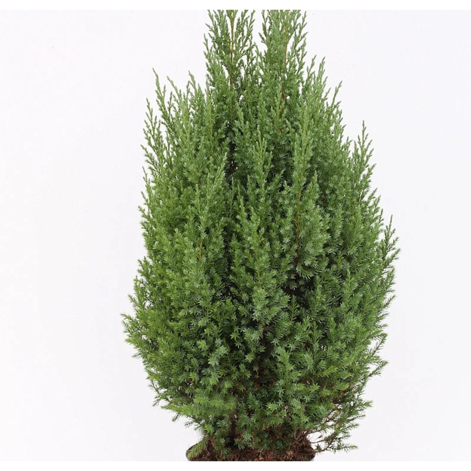 Blauer Kegelmooswacholder 25-30cm - Juniperus chinensis günstig online kaufen