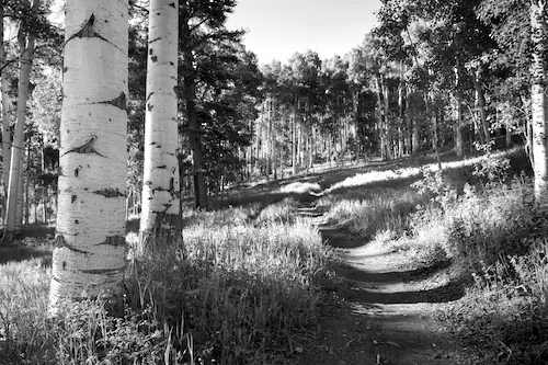 Papermoon Fototapete »Birkenwald Schwarz & Weiß« günstig online kaufen