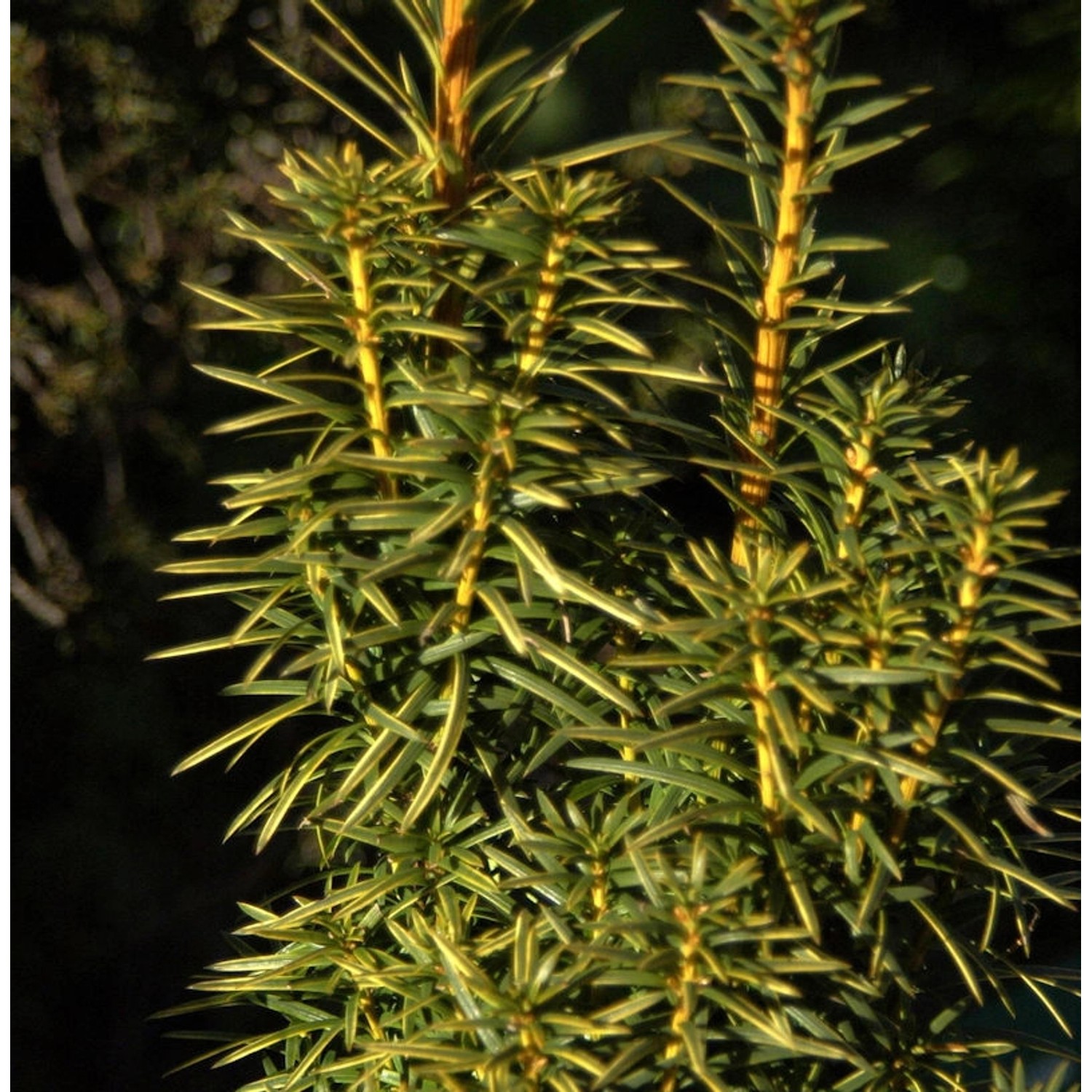 Goldgelbe Säuleneibe Goldstar 30-40cm - Taxus baccata günstig online kaufen