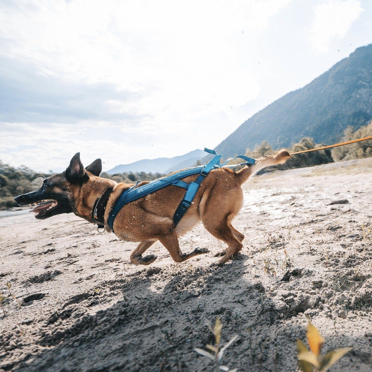 Non-stop dogwear Hunde-Geschirr Zuggeschirr Freemotion Harness günstig online kaufen