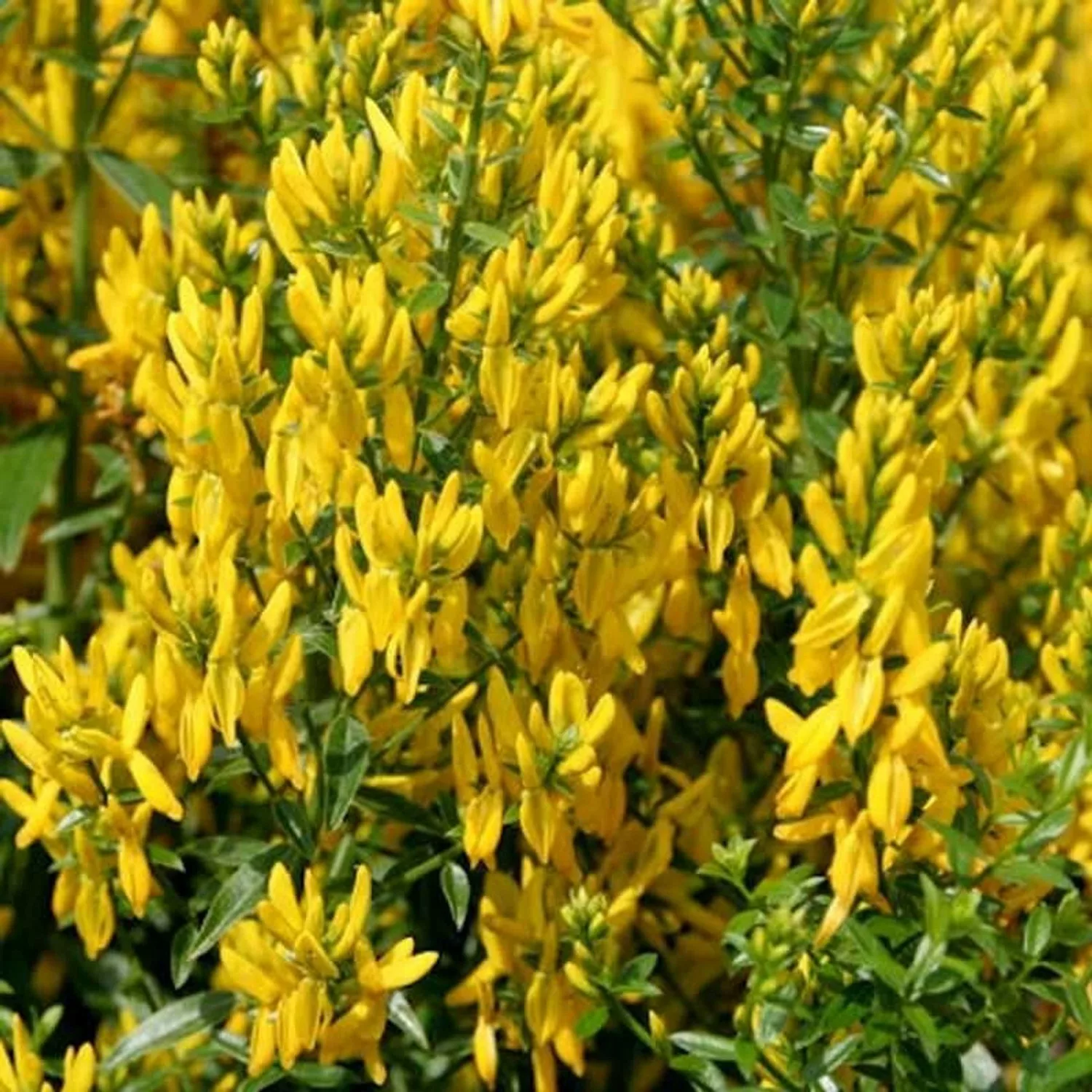 Gefüllter Färberginster 30-40cm - Genista tinctoria günstig online kaufen