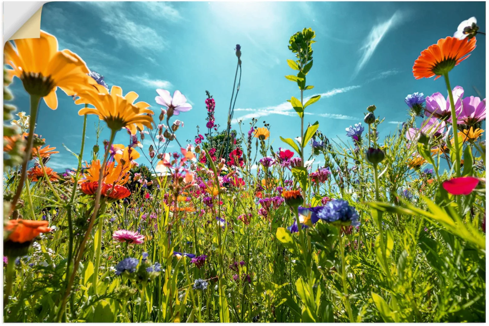 Artland Wandbild "Buntes Blumenfeld", Blumenwiese, (1 St.), als Alubild, Ou günstig online kaufen