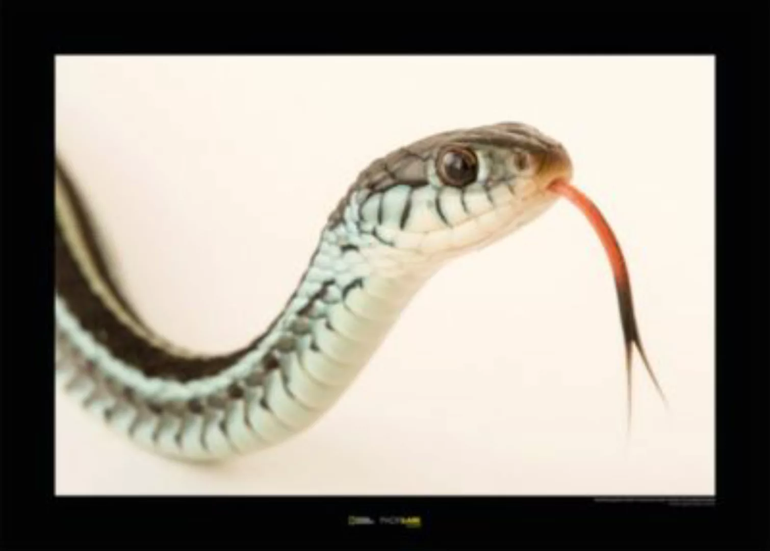 KOMAR Wandbild - Bluestripe Garter Snake - Größe: 70 x 50 cm mehrfarbig Gr. günstig online kaufen