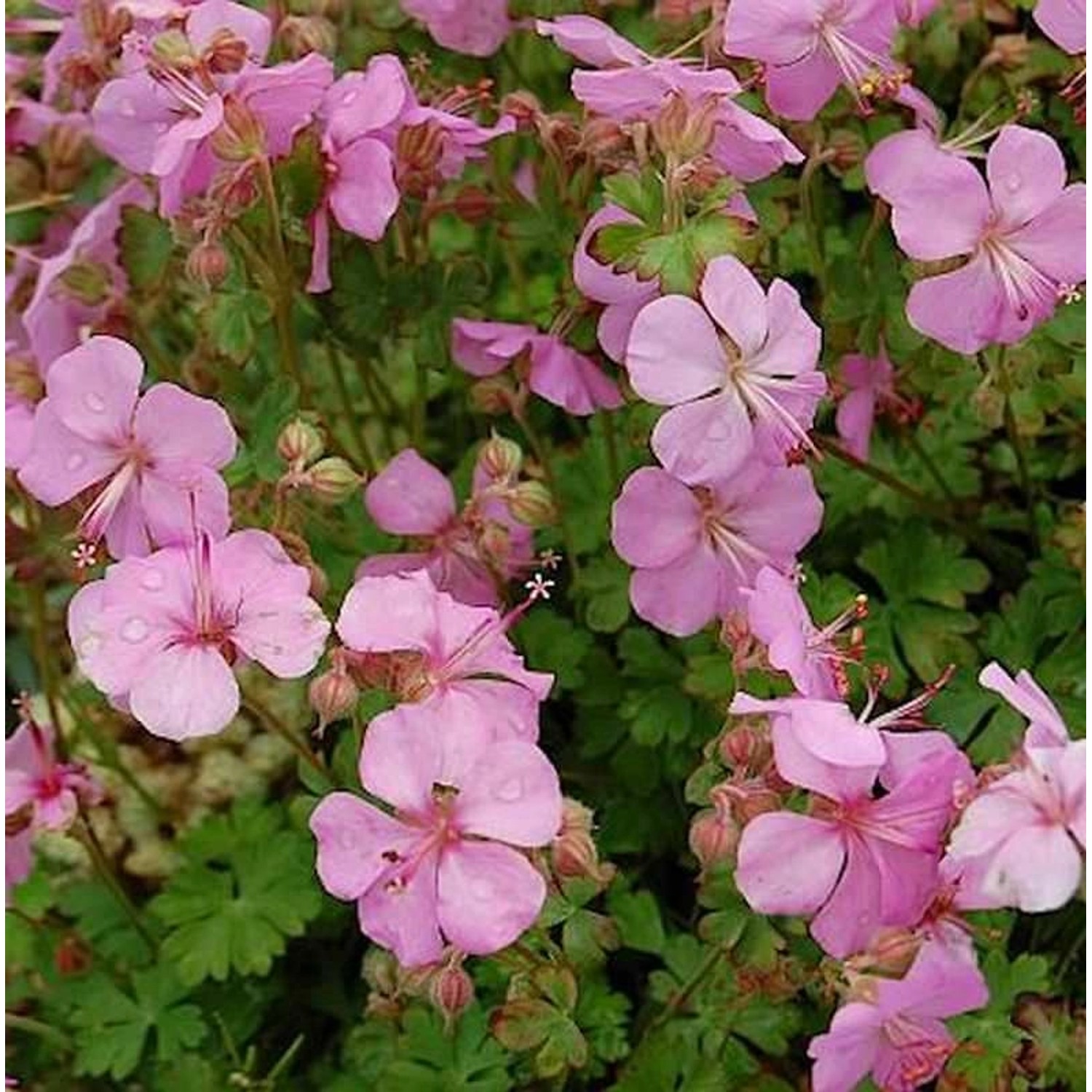 Dalmatiner Storchschnabel Bressingham Pink - Geranium cultorum günstig online kaufen