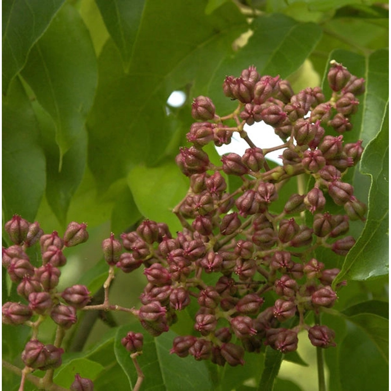 Bienenbaum - Samthaarige Stinkesche 60-80cm - Tetradium daniellii günstig online kaufen