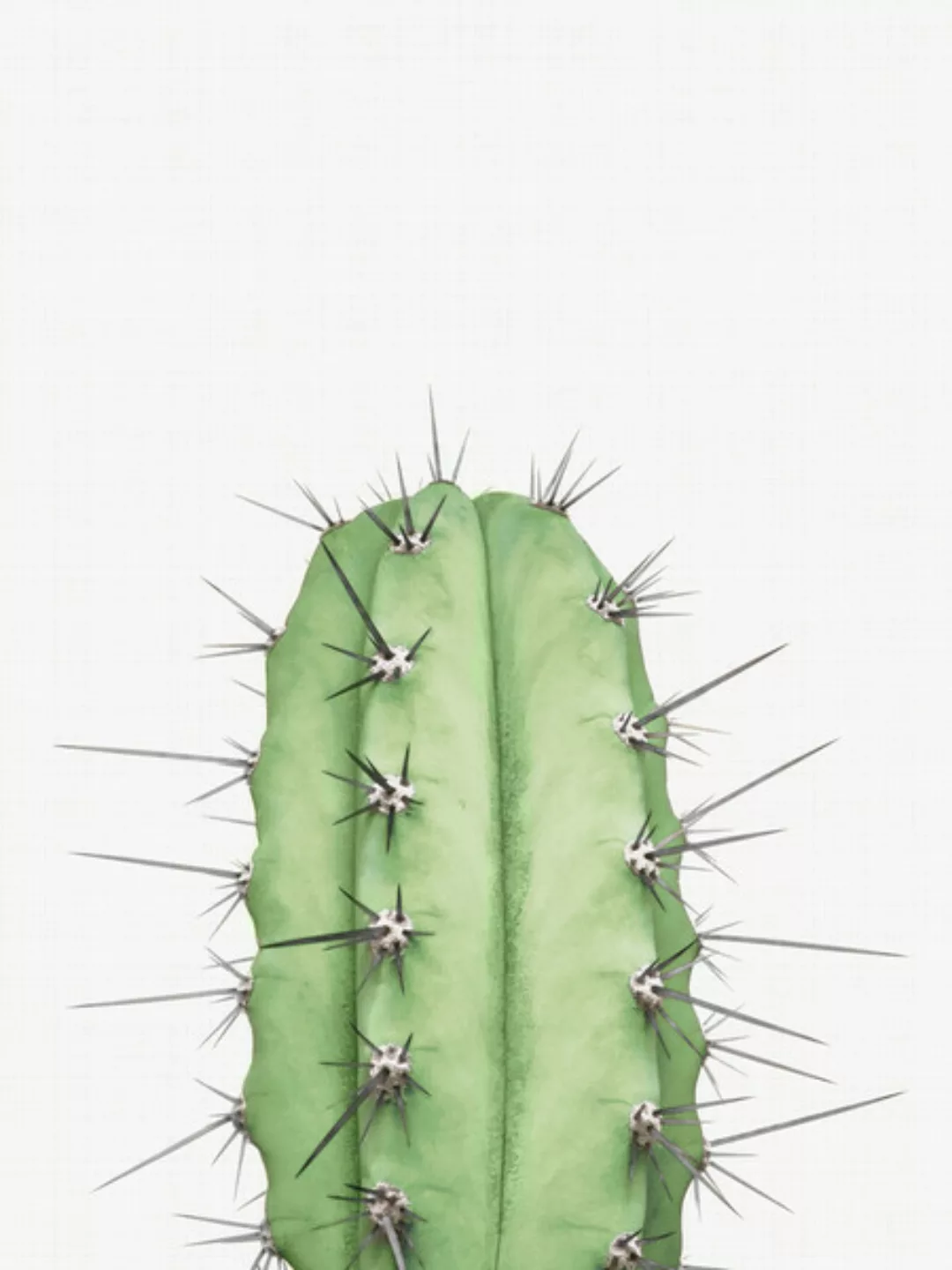 Poster / Leinwandbild - Cactus 2 günstig online kaufen