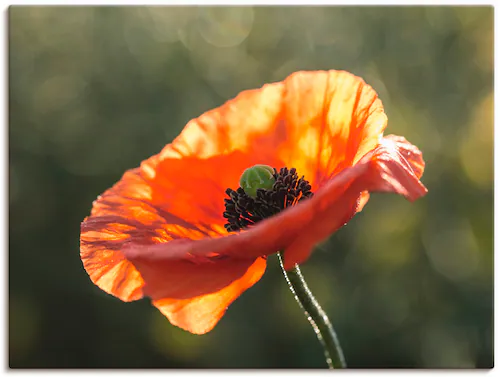 Artland Wandbild »Mohnblüte I«, Blumen, (1 St.), als Leinwandbild, Poster i günstig online kaufen