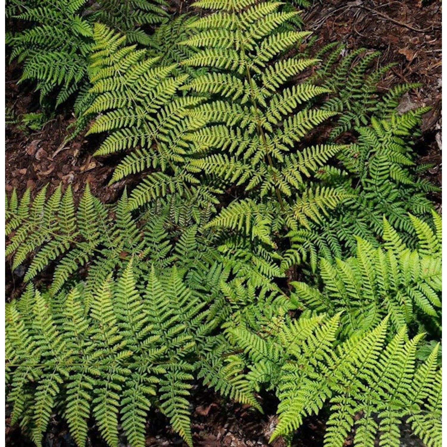 Breitwedeldornfarn - Dryopteris austriaca günstig online kaufen