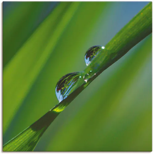 Artland Leinwandbild »Wassertropfen auf Grashalm«, Gräser, (1 St.) günstig online kaufen