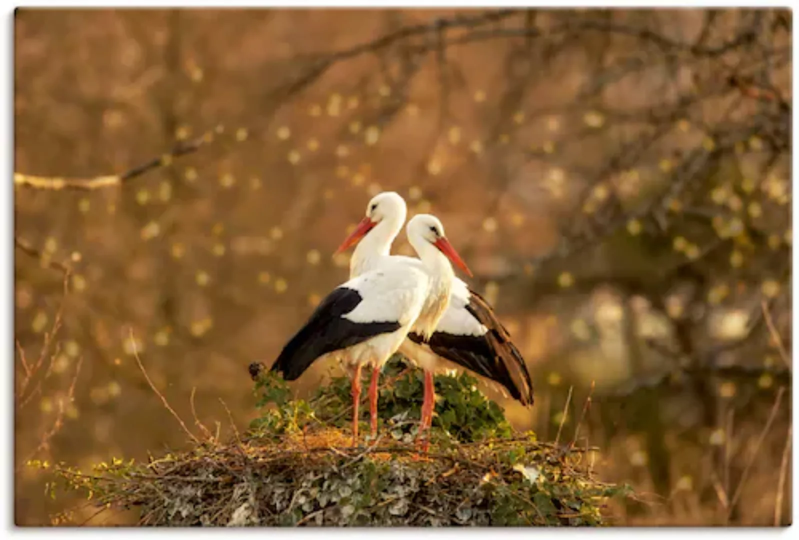 Artland Leinwandbild "Storchenpaar", Vogelbilder, (1 St.) günstig online kaufen