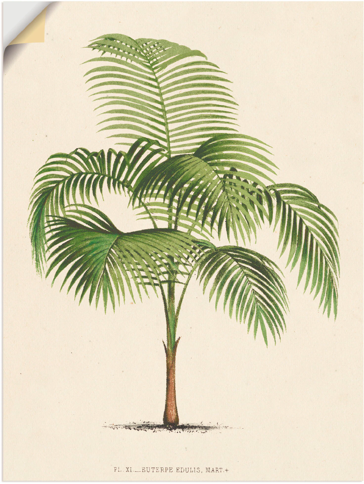 Artland Wandfolie »Palme I«, Pflanzen, (1 St.), selbstklebend günstig online kaufen