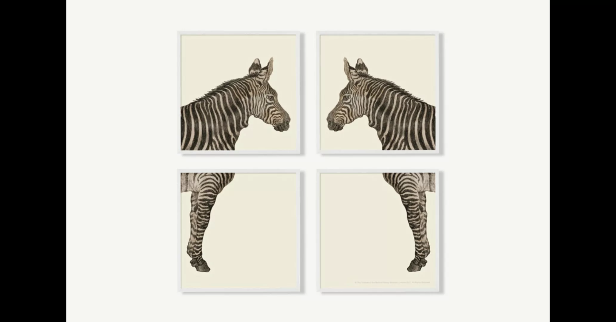 Natural History Museum 'Vintage Zebra' 4 x gerahmte Kunstdrucke (20 x 20 cm günstig online kaufen