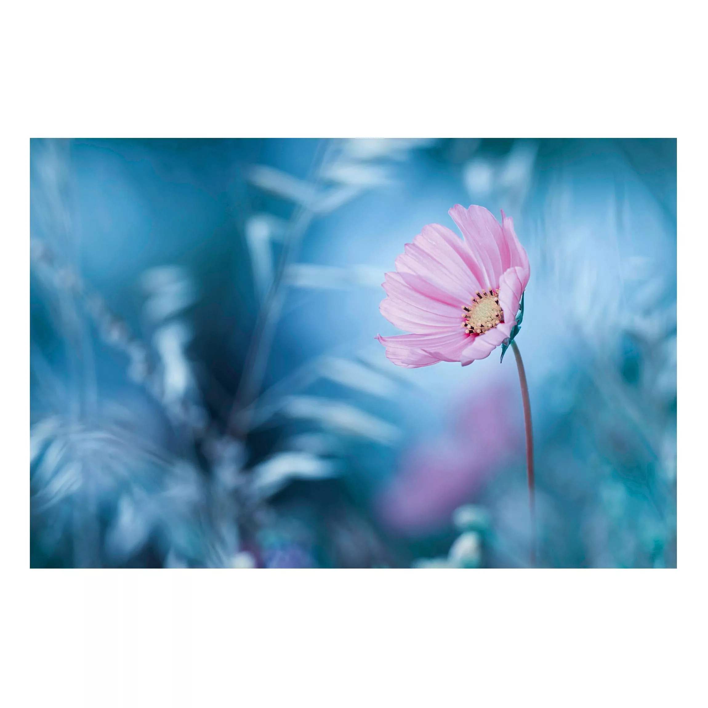 Magnettafel Blumen - Querformat 3:2 Blüte in Pastell günstig online kaufen