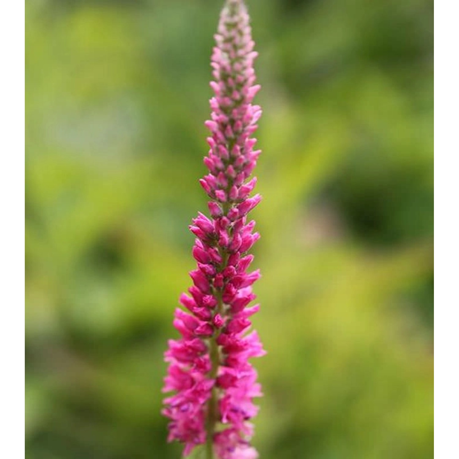 Polsterveronika Rosa Zwerg - Veronica spicata günstig online kaufen