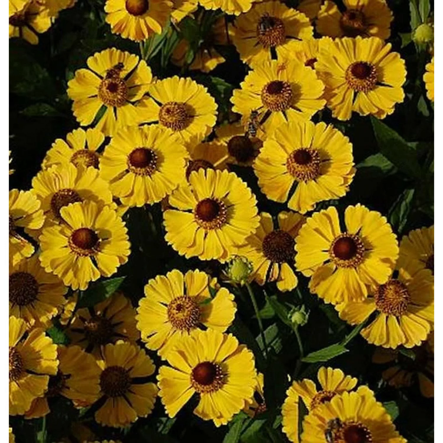 Sonnenbraut Goldrausch - Helenium cultorum günstig online kaufen