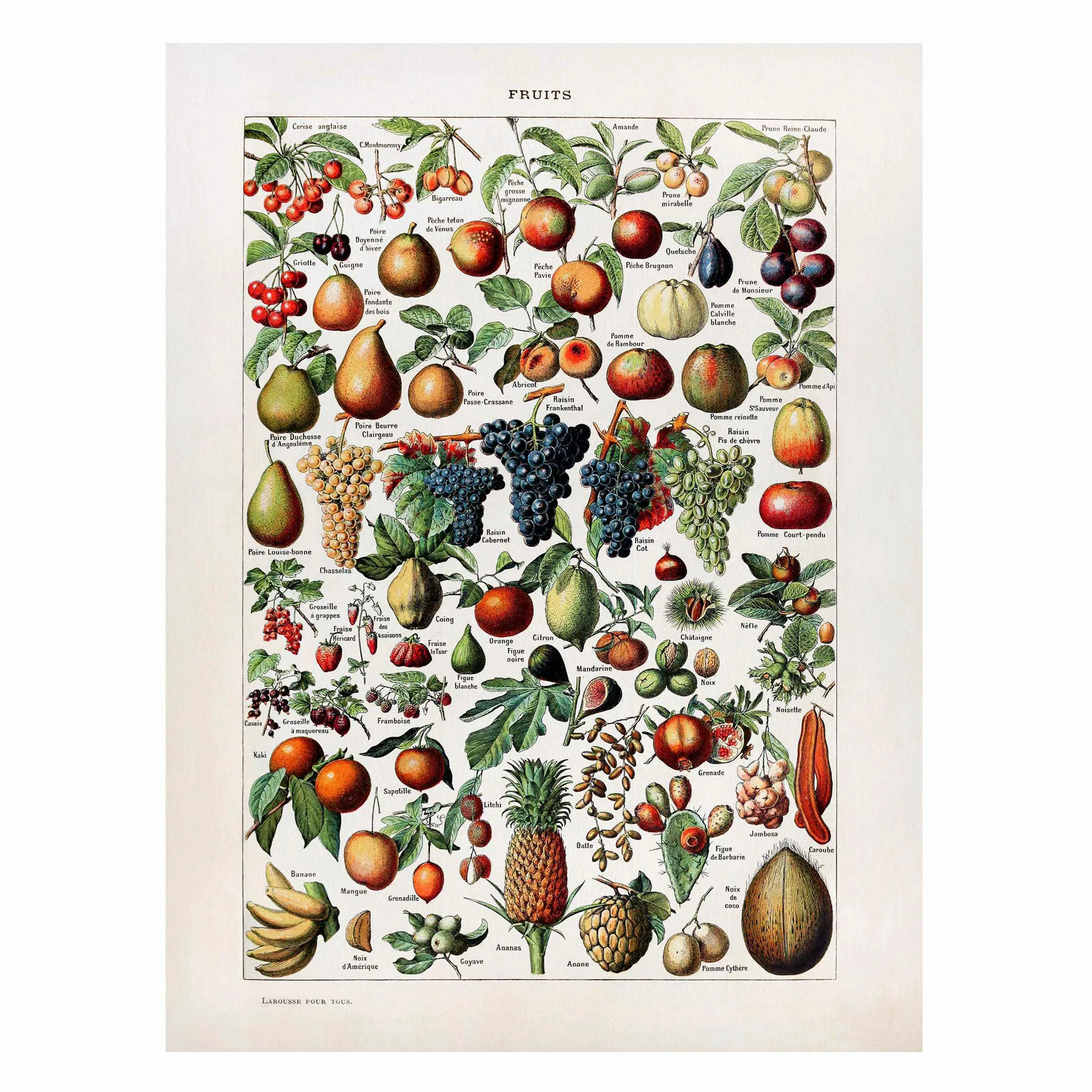 Magnettafel Küche - Hochformat 3:4 Vintage Lehrtafel Früchte günstig online kaufen