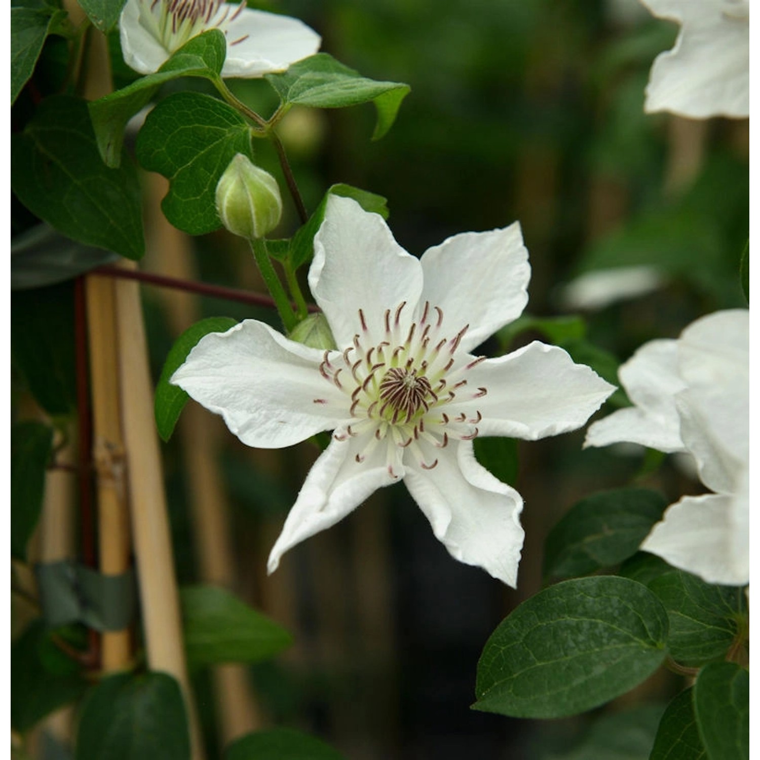 Waldrebe Destiny 60-80cm - Clematis günstig online kaufen