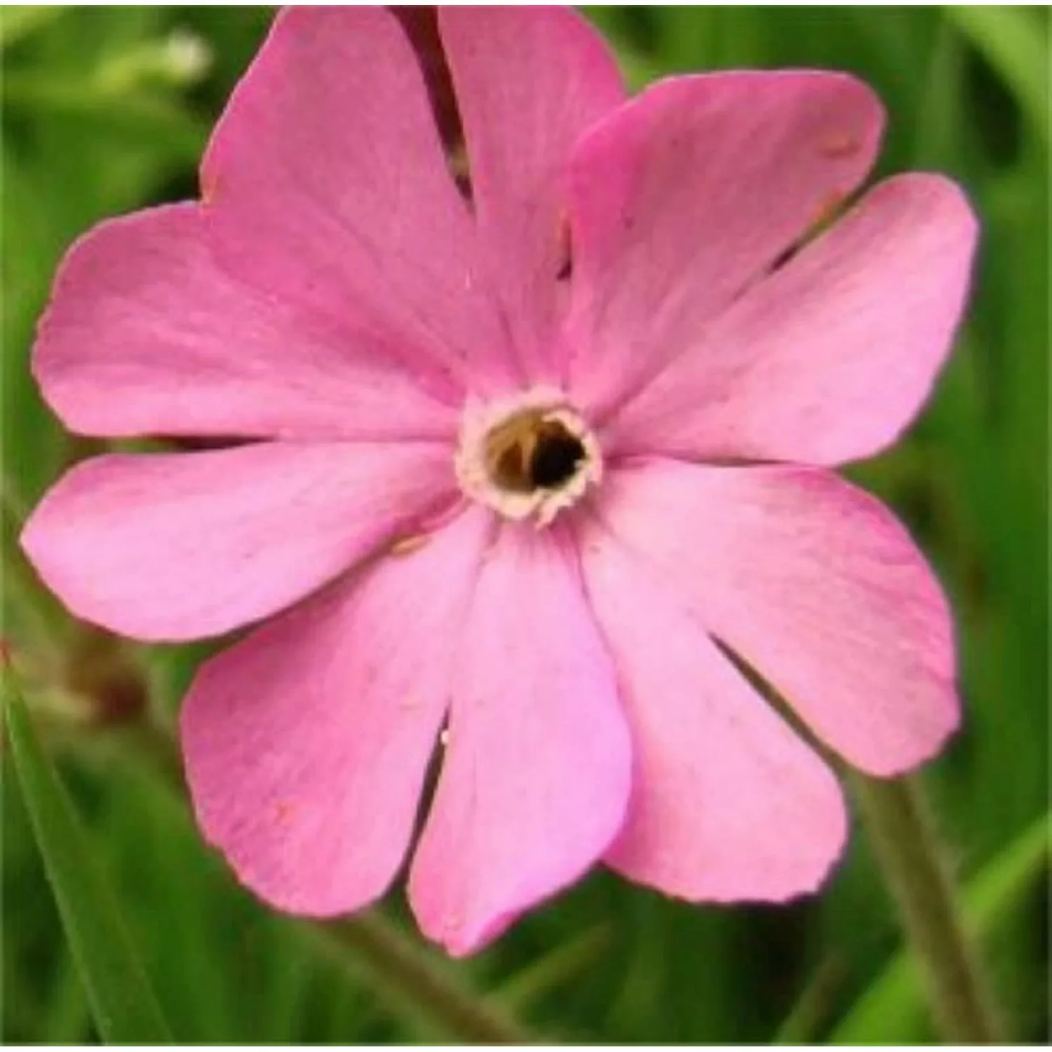 Rote Lichtnelke - Silene dioica günstig online kaufen