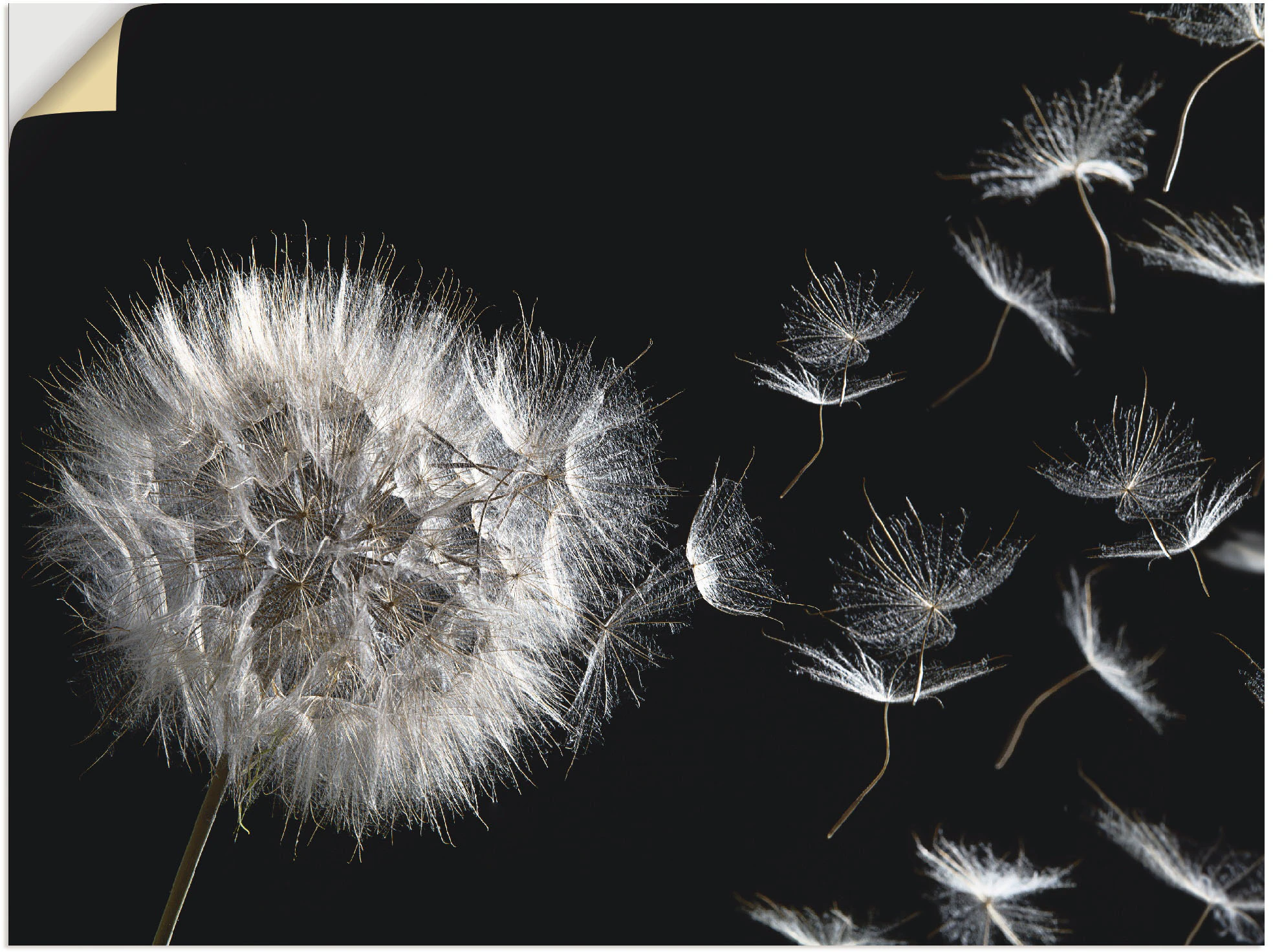 Artland Wandbild "Pusteblume", Blumenbilder, (1 St.), als Alubild, Outdoorb günstig online kaufen