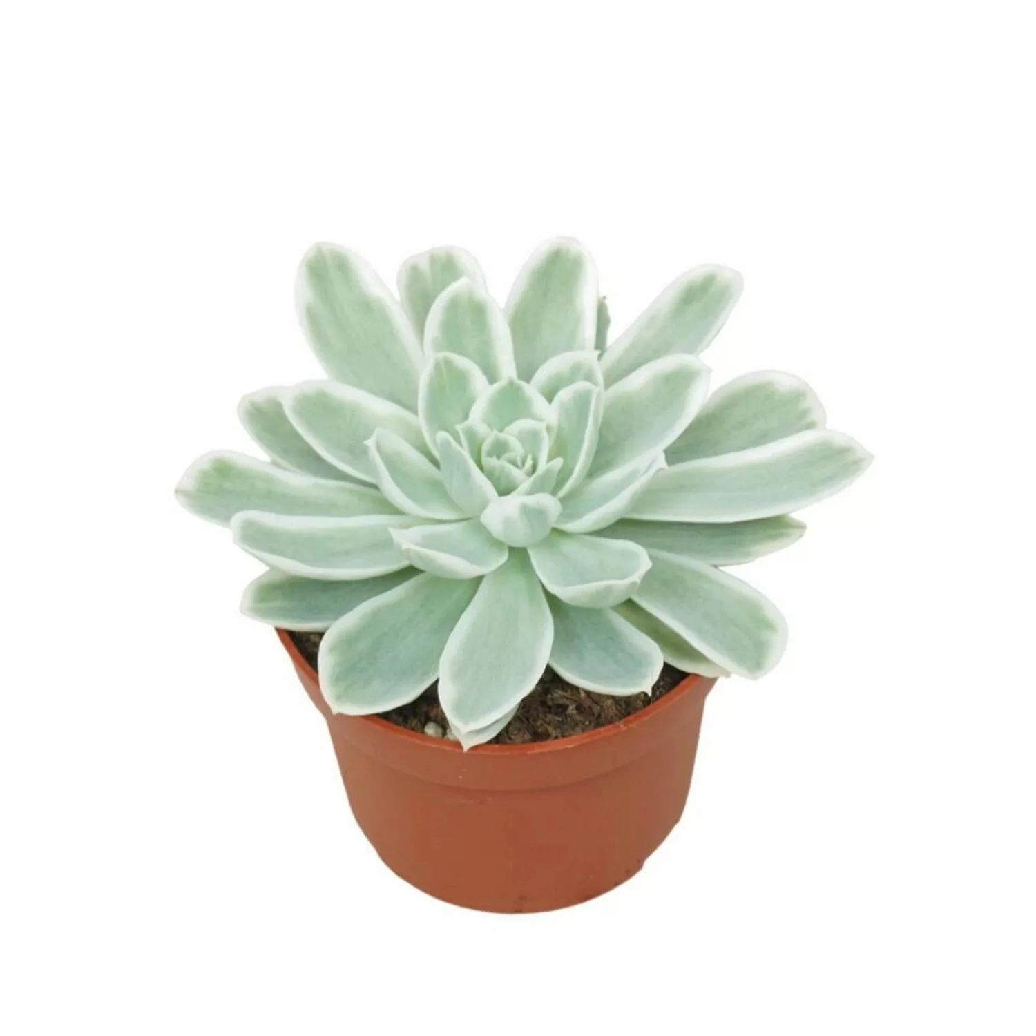 Exotenherz Blau-Weisses Rosetten Dickblatt Echeveria Lemon Lime RARITÄT Pfl günstig online kaufen