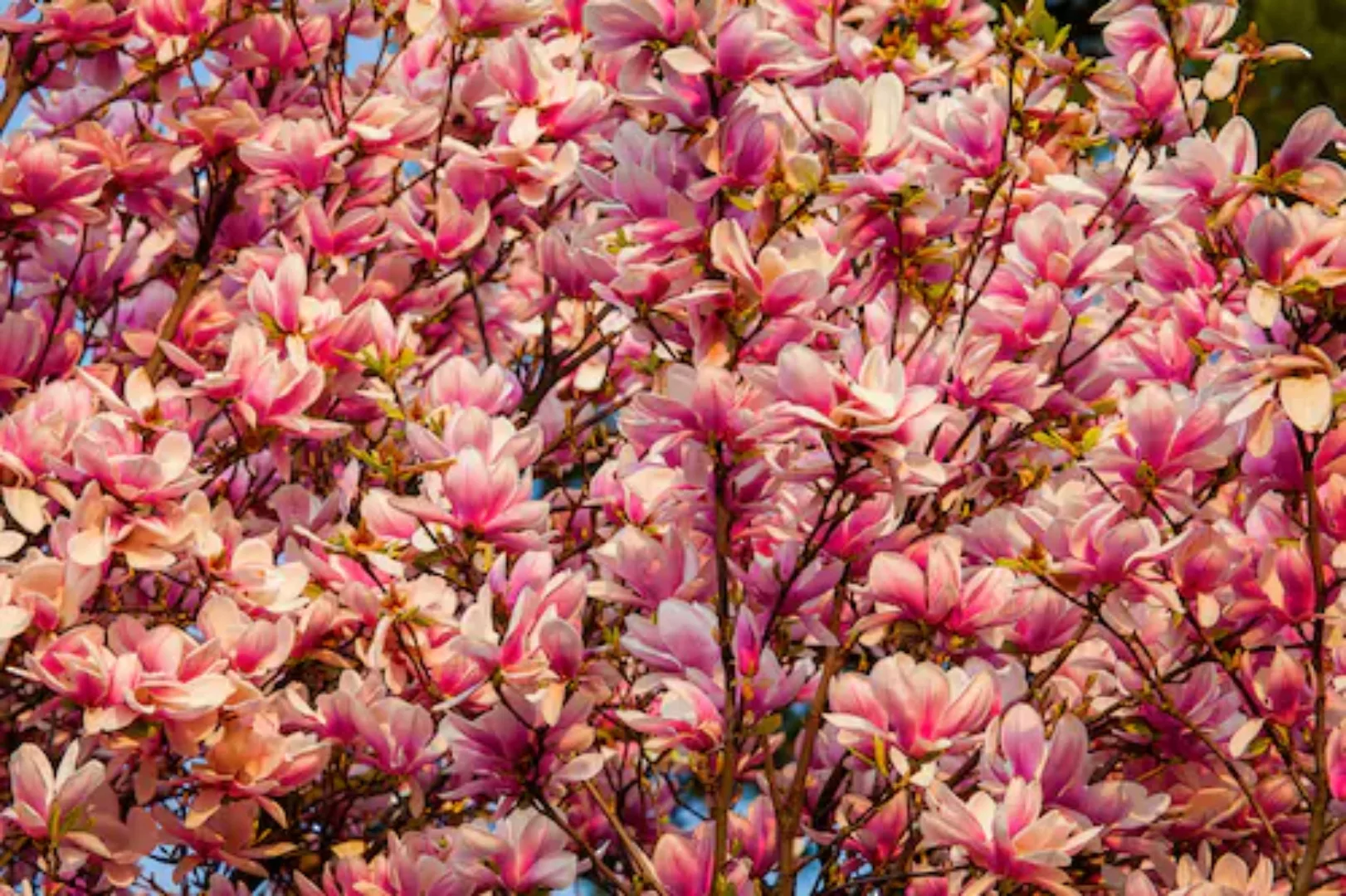 Papermoon Fototapete »Blüten Baum« günstig online kaufen
