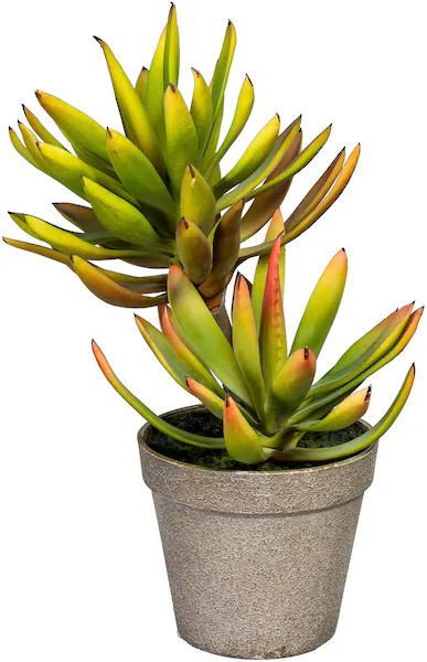 Creativ green Künstliche Zimmerpflanze "Deko-Sukkulente Aloe plicatilis" günstig online kaufen