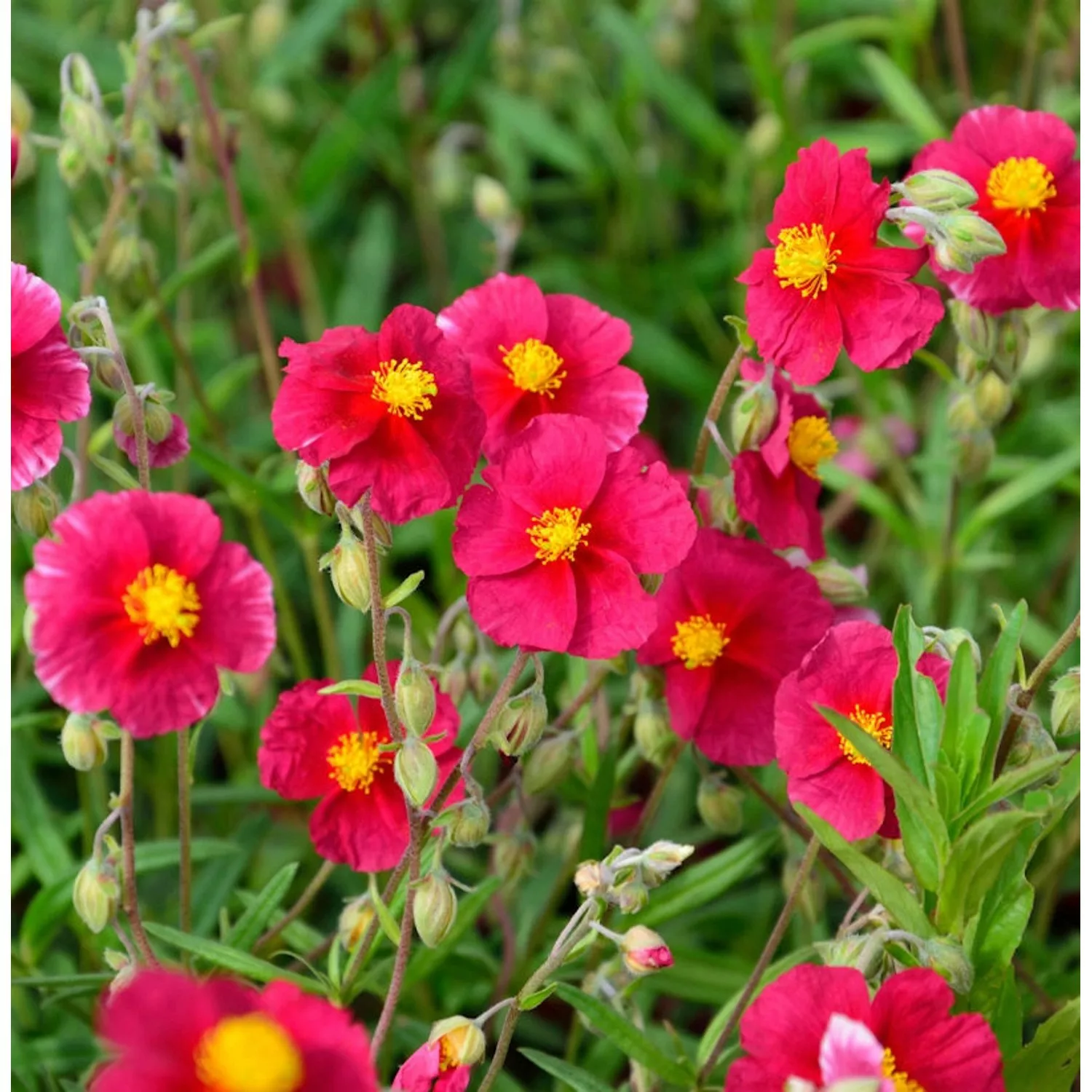 Sonnenröschen Blutströpfchen - Helianthemum cultorum günstig online kaufen